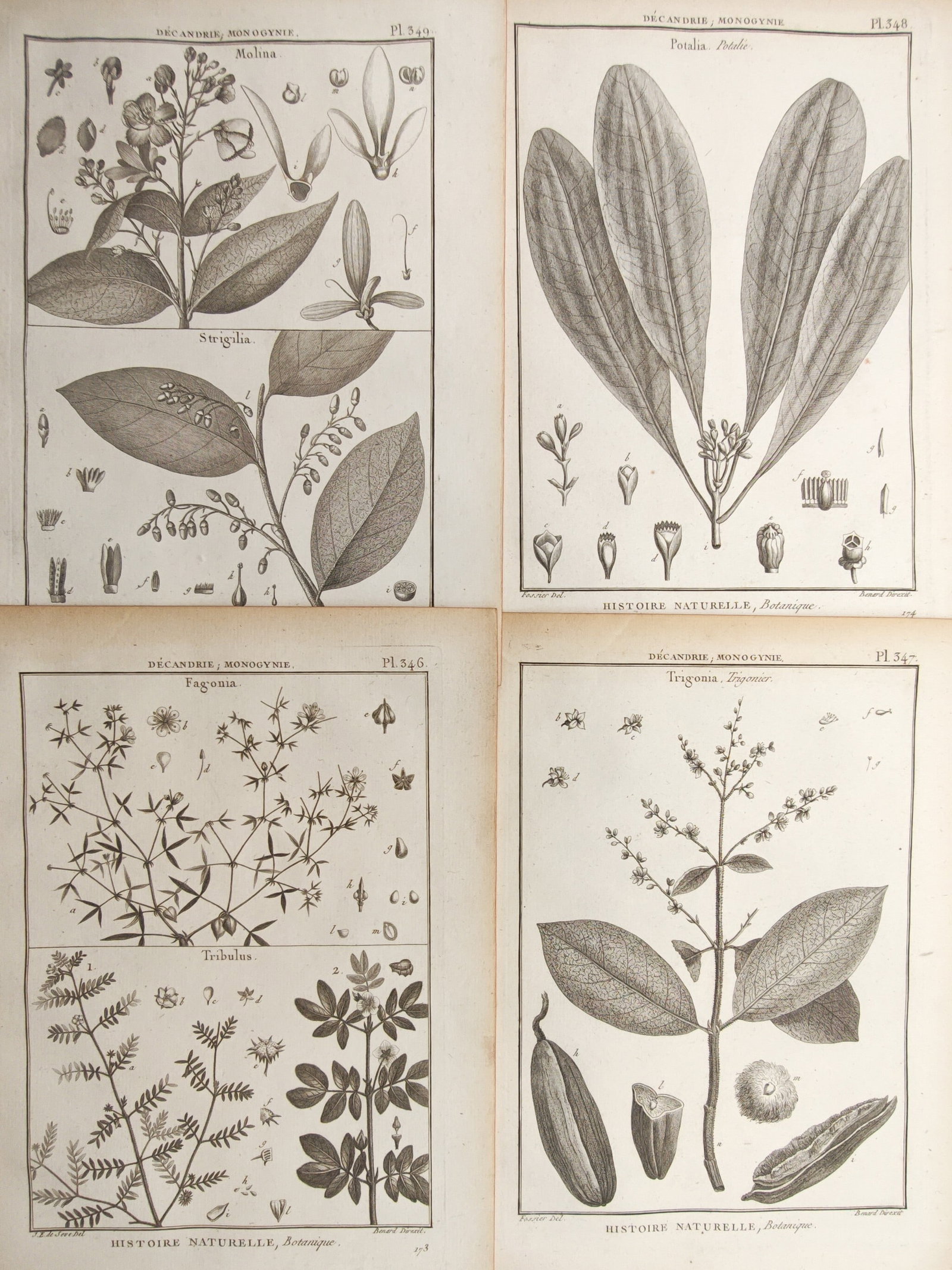 Robert Bénard – Set of 4: Botanical Studies of Decandrian Flora from the Natural History: "Natural History, Botany" presents an analytical botanical survey illustrating diverse flowering plants, shrubs, and seed-bearing specimens belonging to the Decandria class. Rendered with classical sc