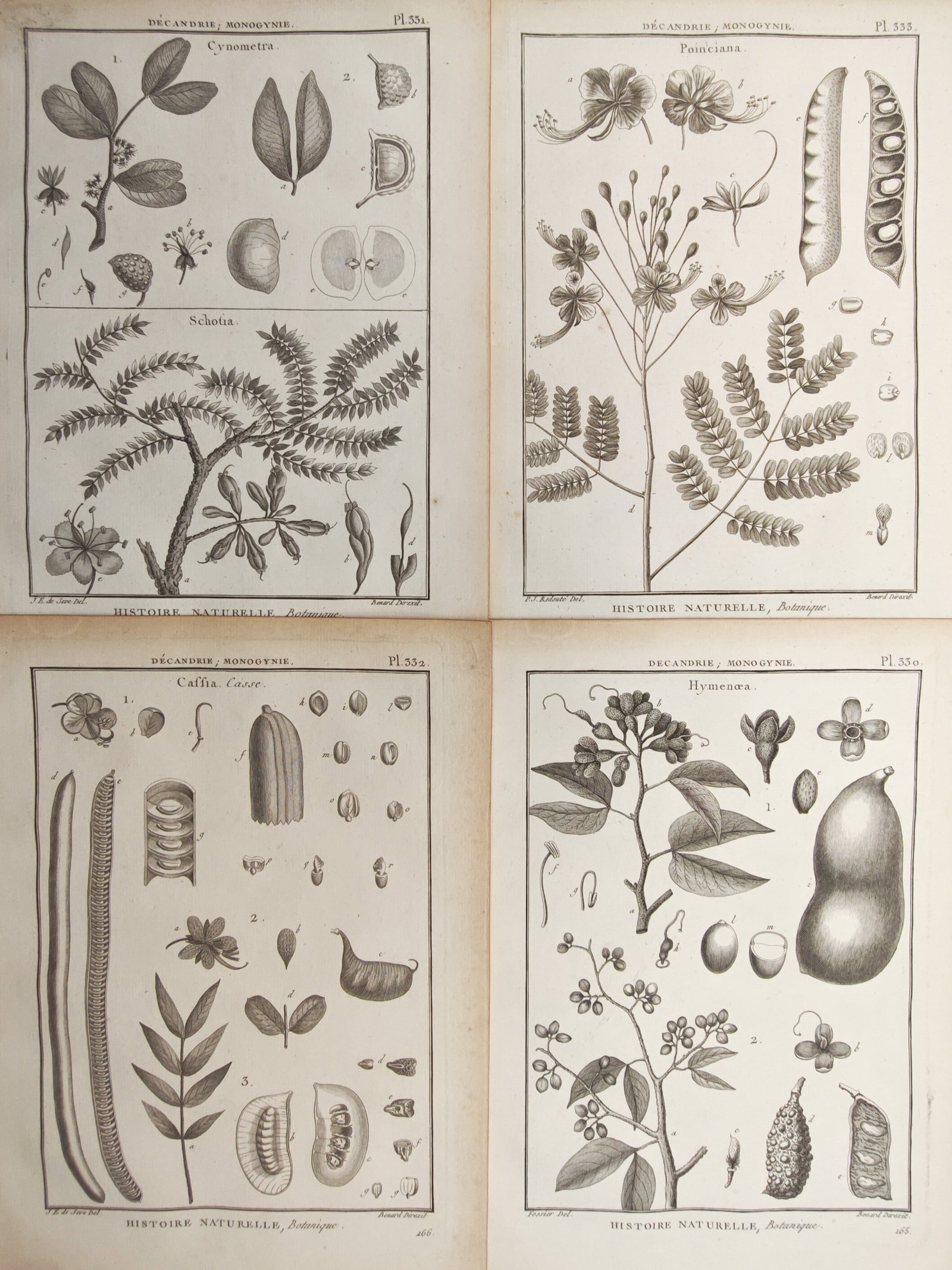 Robert Bénard – Set of 4: Botanical Studies of Caesalpinioid Trees and Flowering Shrubs (1 of 2)