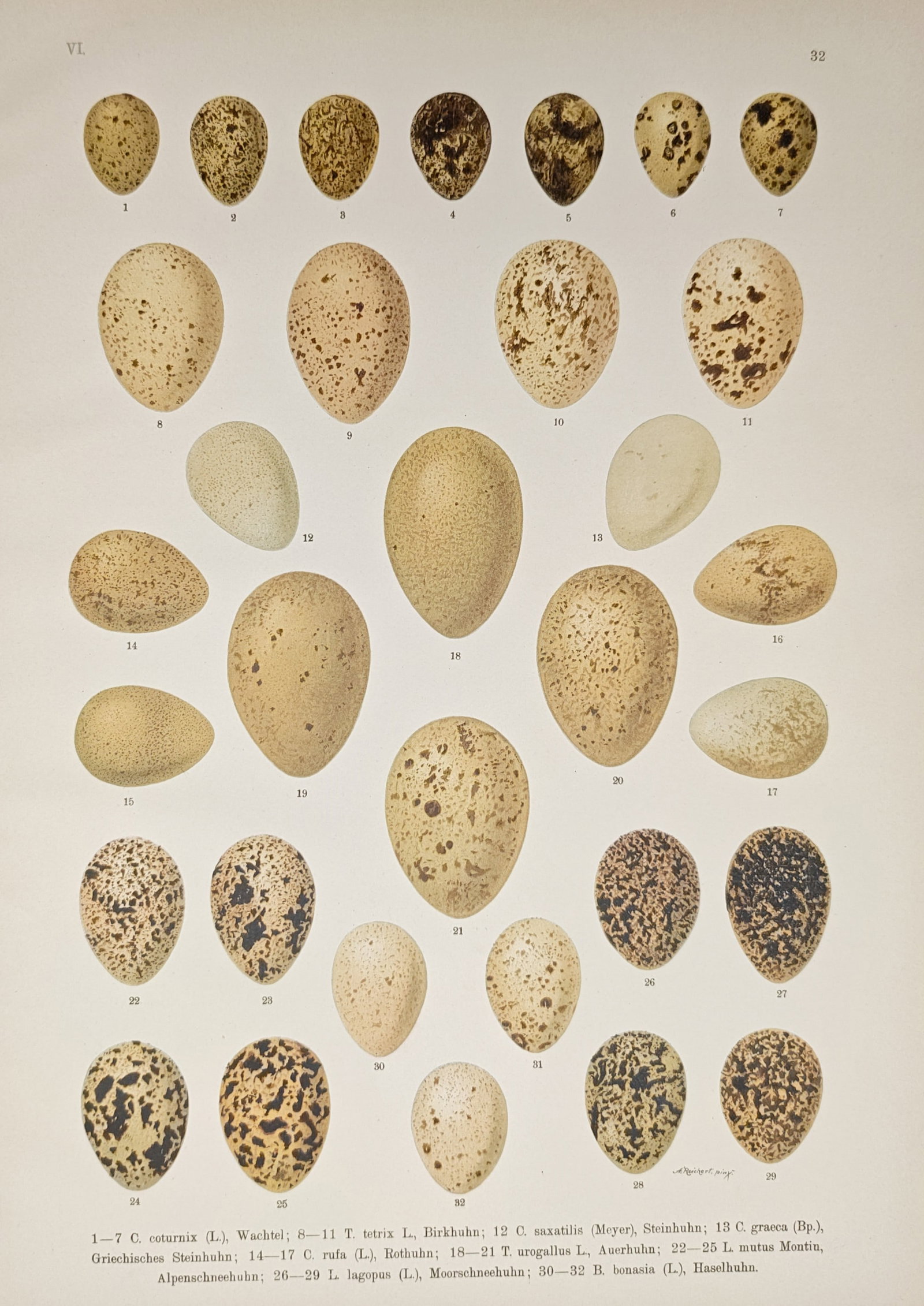 Johann Friedrich Naumann – Oological Studies of Gamebird and Grouse Eggs – Lithograph (1 of 2)