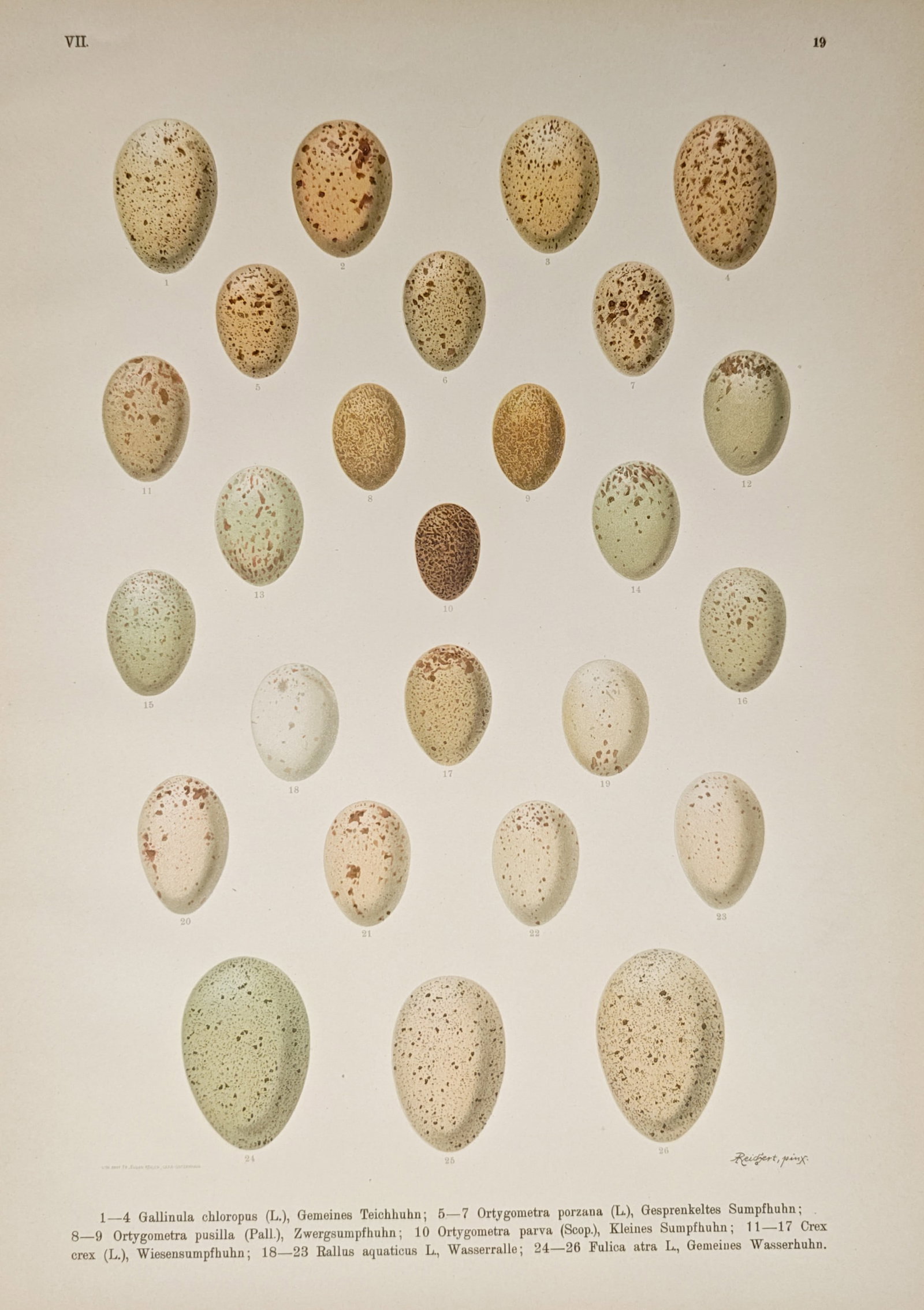 Johann Friedrich Naumann – Oological Studies of Moorhen, Coot, Crake – Lithograph (19th Century): "Natural History of the Birds of Central Europe: Rail, Crake, and Moorhen Eggs" presents an analytical ornithological survey illustrating the diverse coloration, spotting density, and morphological va
