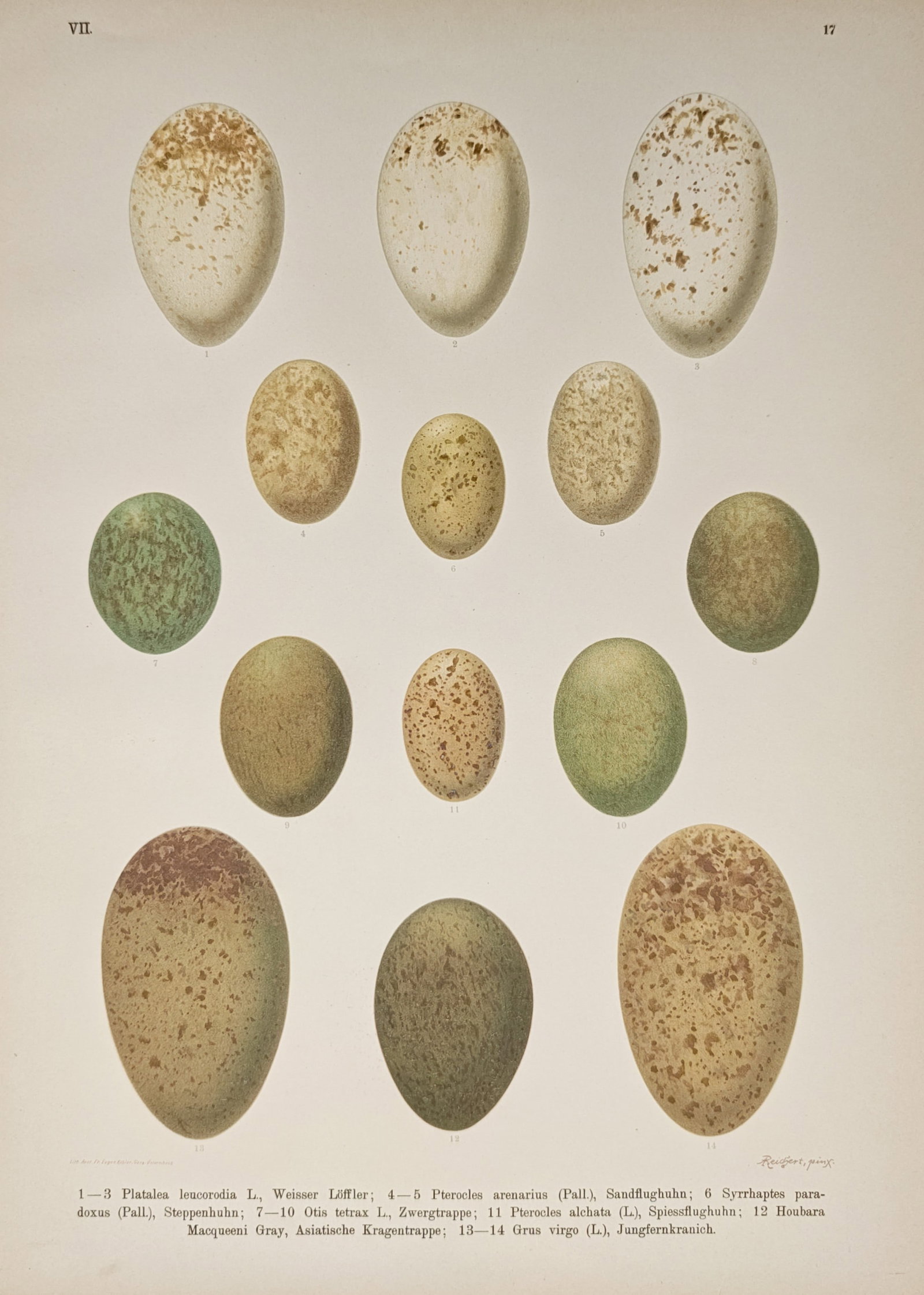 Johann Friedrich Naumann – Oological Studies of Spoonbill, Bustard, Crane – Lithograph: "Natural History of the Birds of Central Europe: Spoonbill, Bustard, Crane, and Sandgrouse Eggs" presents an analytical ornithological study illustrating the diverse shell coloration, camouflage mottl