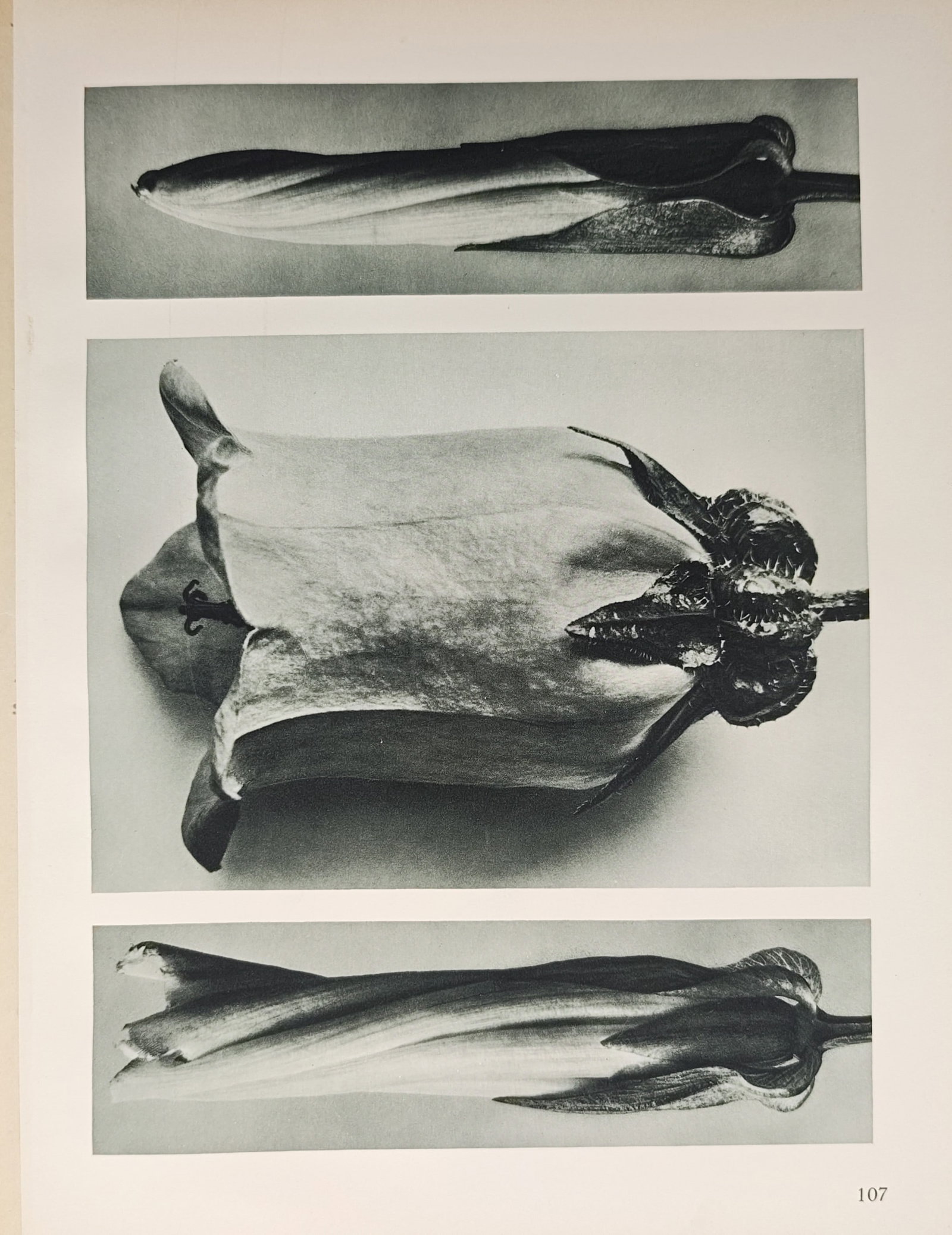 Karl Blossfeldt,after – Photographic Botanical Studies of Flower Buds and Bellflower Blossoms (1 of 2)
