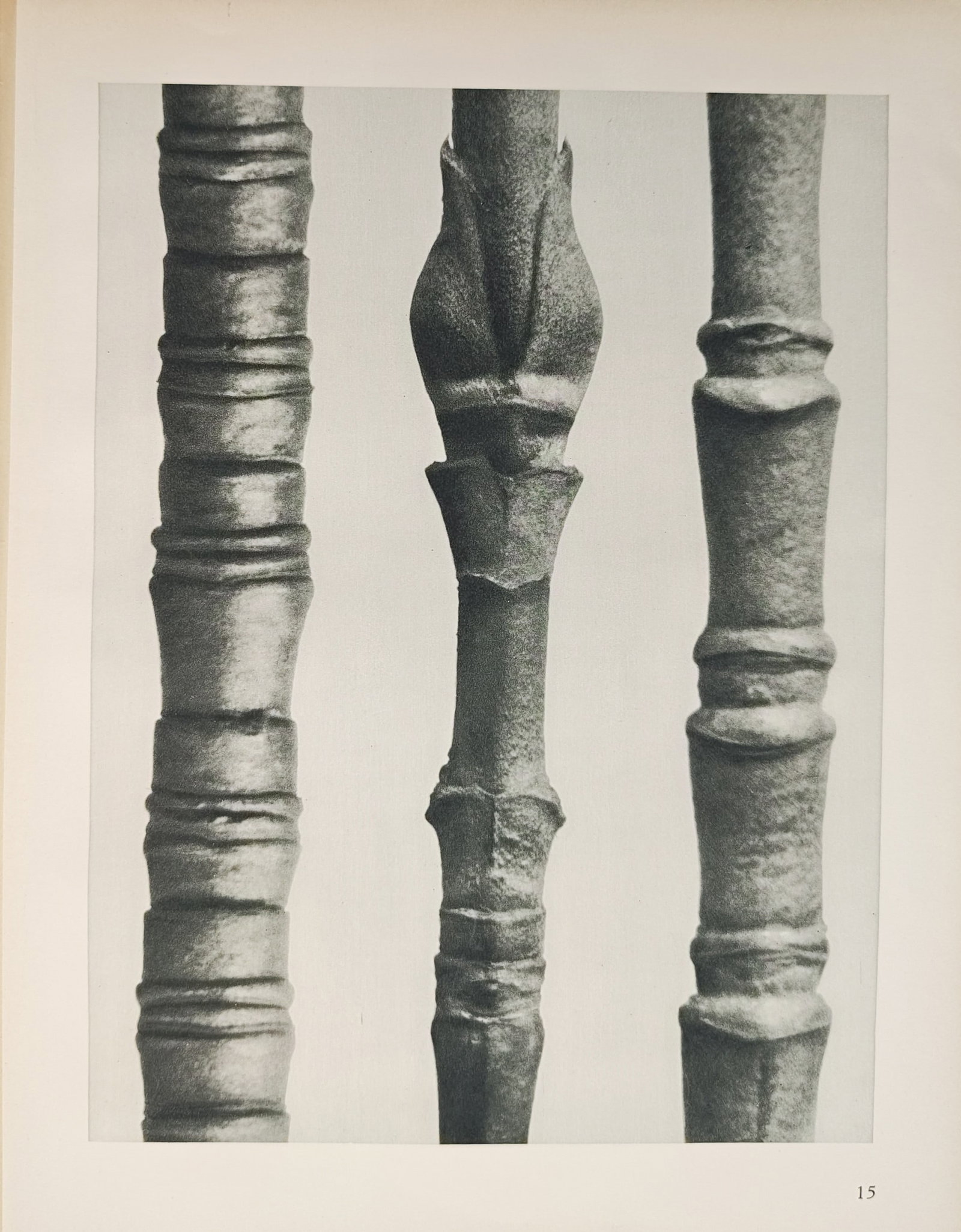Karl Blossfeldt,after – Photographic Botanical Studies of Equisetum Stems – Offset print: "Botanical Studies of Equisetum Stems and Nodular Plant Shoots" presents a close-up structural examination of segmented plant stalks and swelling nodes resembling turned architectural columns. Capture