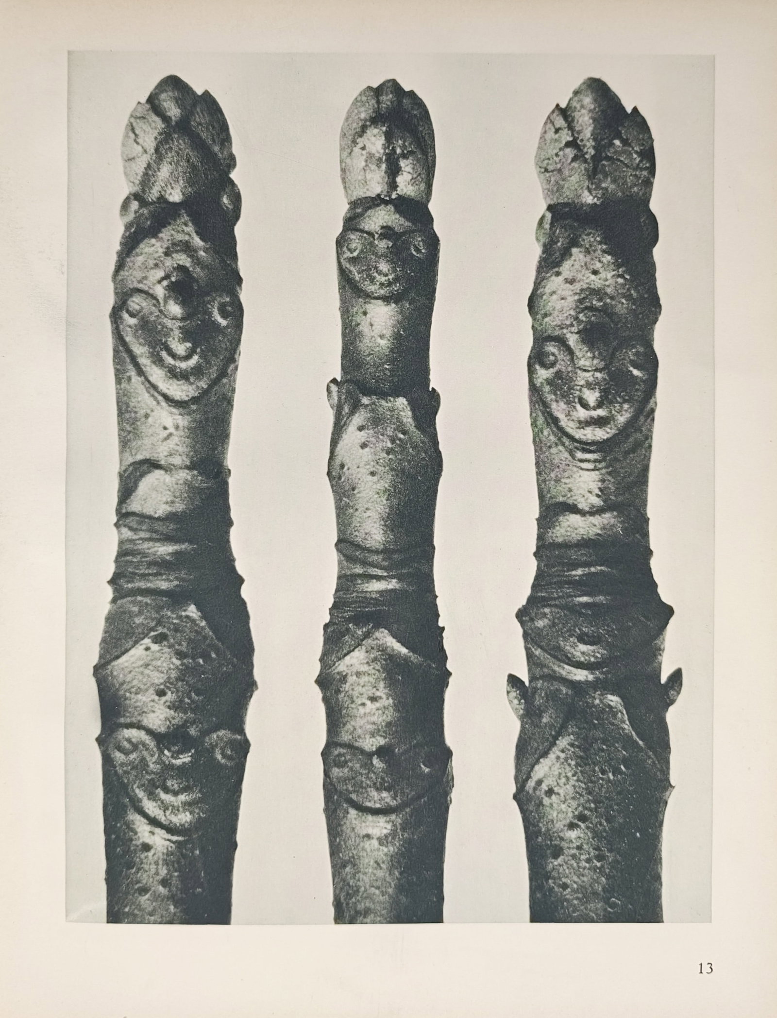 Karl Blossfeldt,after – Photographic Botanical Studies of Horse Chestnut Twigs and Buds: "Botanical Studies of Horse Chestnut Twigs and Terminal Buds" presents a close-up structural examination of dormant woody stems featuring prominent leaf scars and protective terminal bud scales. Captu