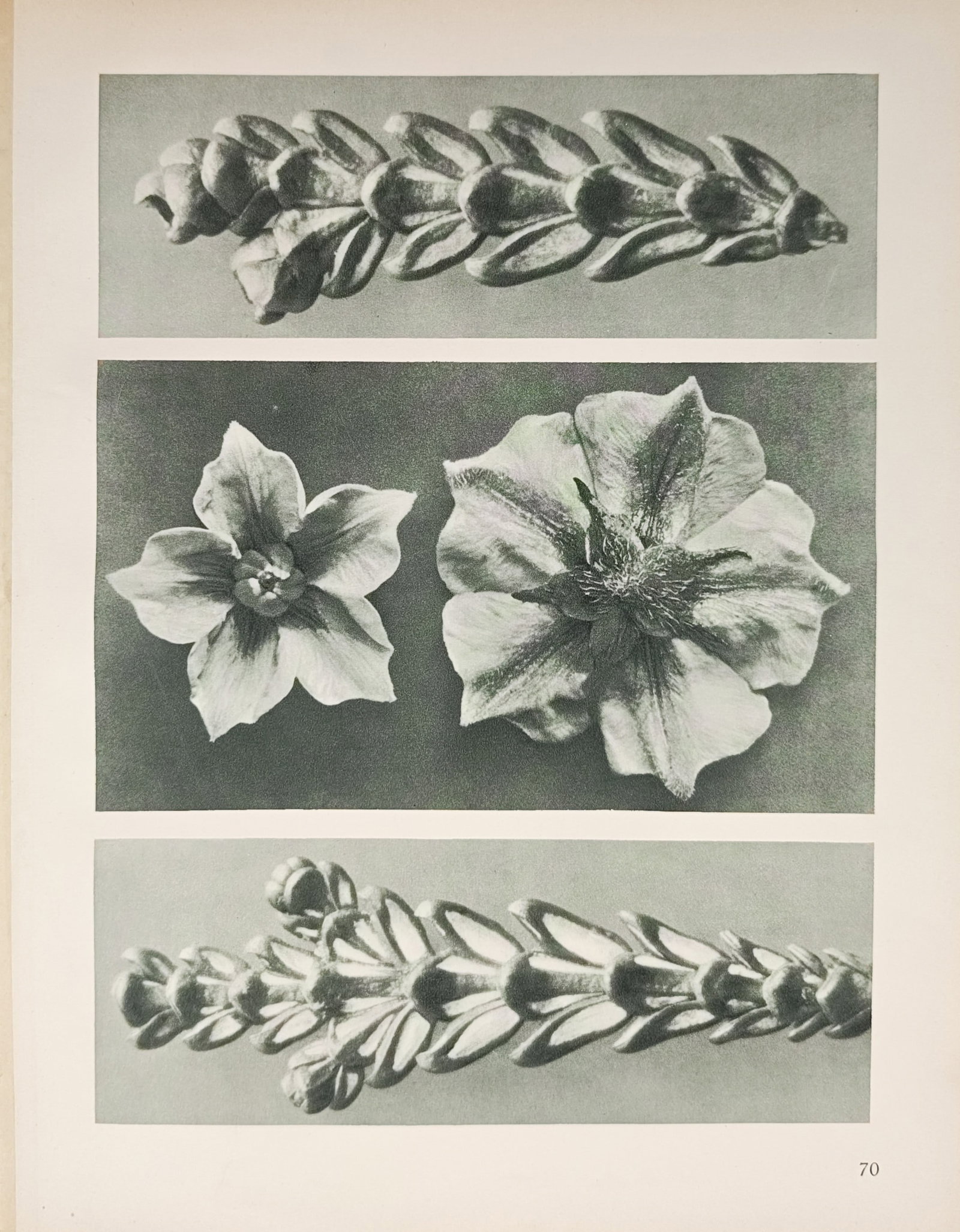 Karl Blossfeldt,after – Photographic Botanical Studies of Tile-Patterned Shoots – Offset print (1 of 2)