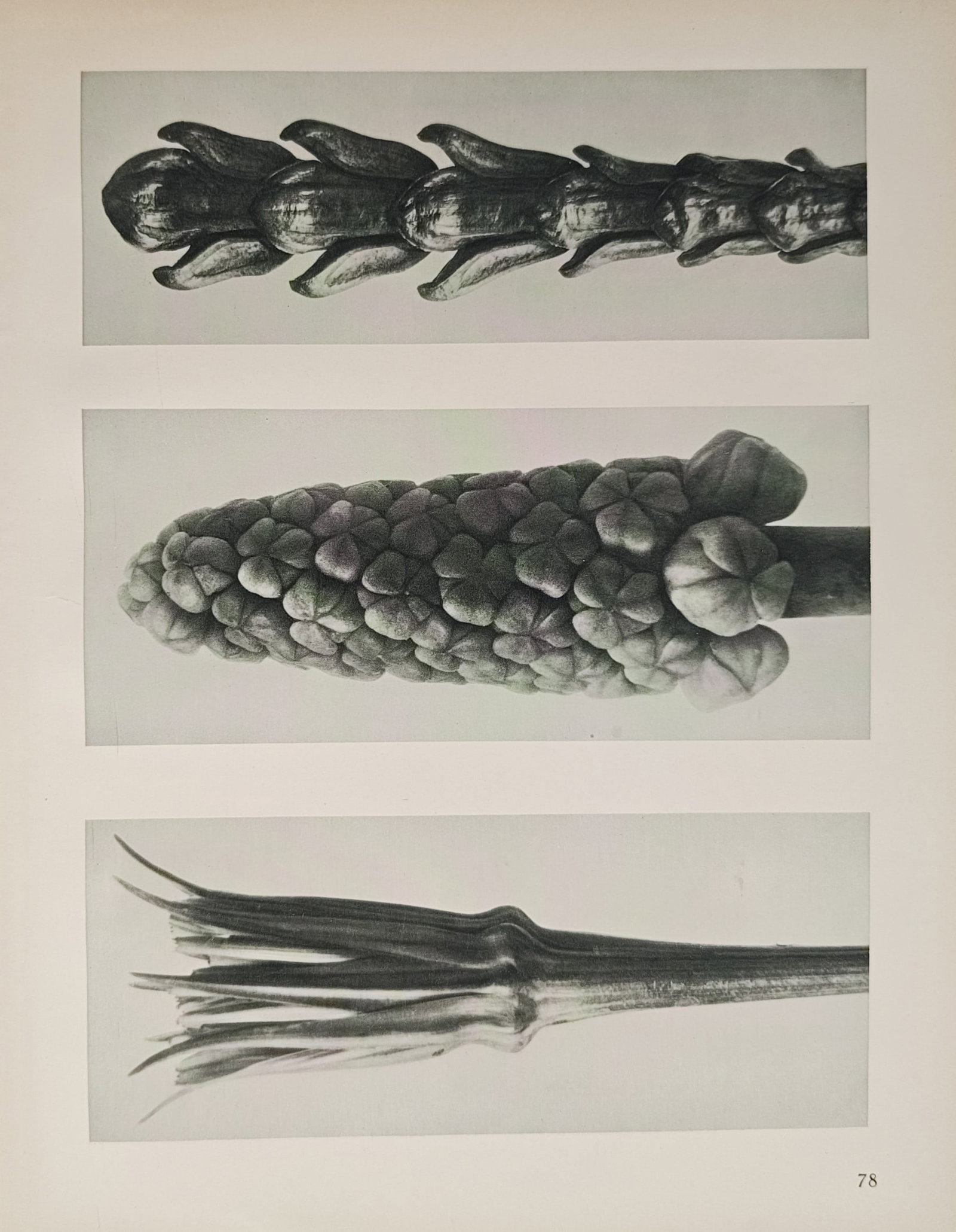 Karl Blossfeldt,after – Photographic Botanical Studies of Inflorescences and Spiked Buds: "Botanical Studies of Inflorescences and Spiked Buds" presents an analytical macro examination highlighting the densely clustered floral spikes, overlapping scales, and linear fluted stems of speciali