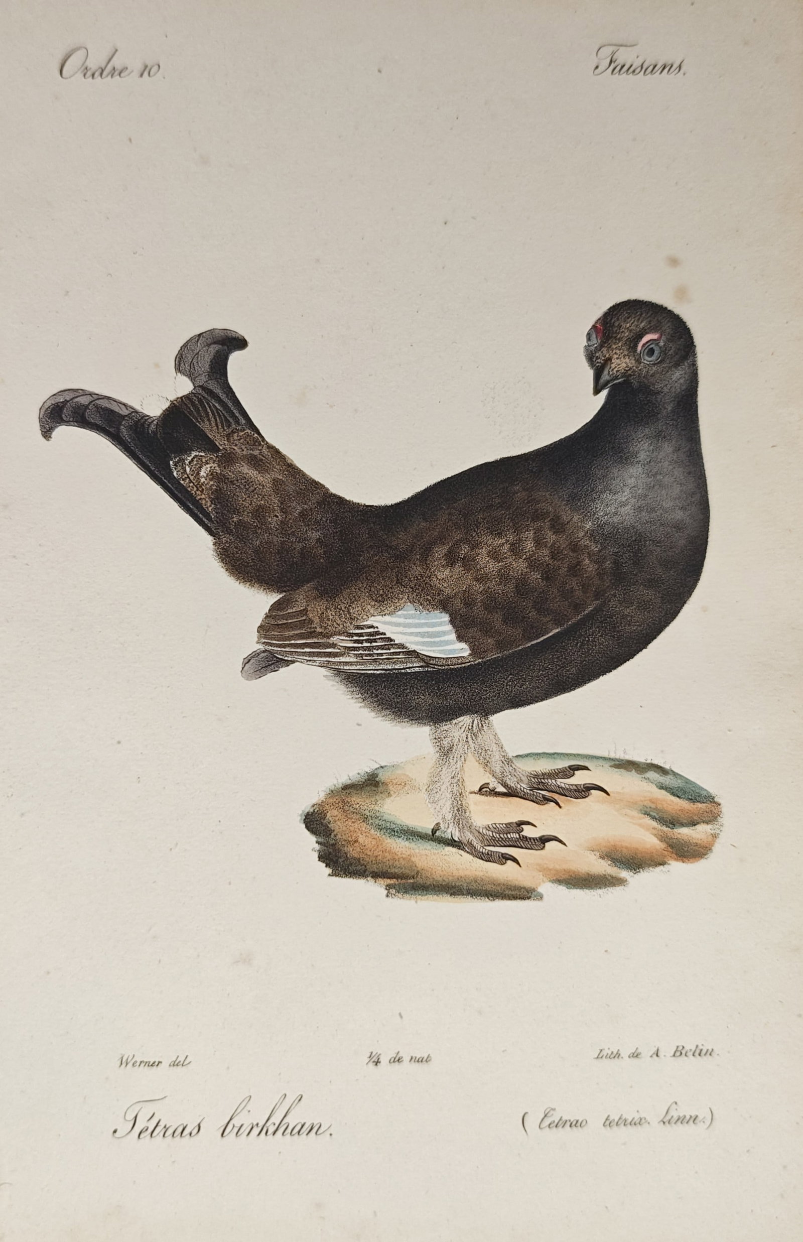 Jean-Charles Werner – Black Grouse – Lithograph (19th Century): "Black Grouse" presents a natural history study illustrating a standing game bird rendered with delicate hand coloration, finely defined feather texturing, and its characteristic lyre-shaped tail feat