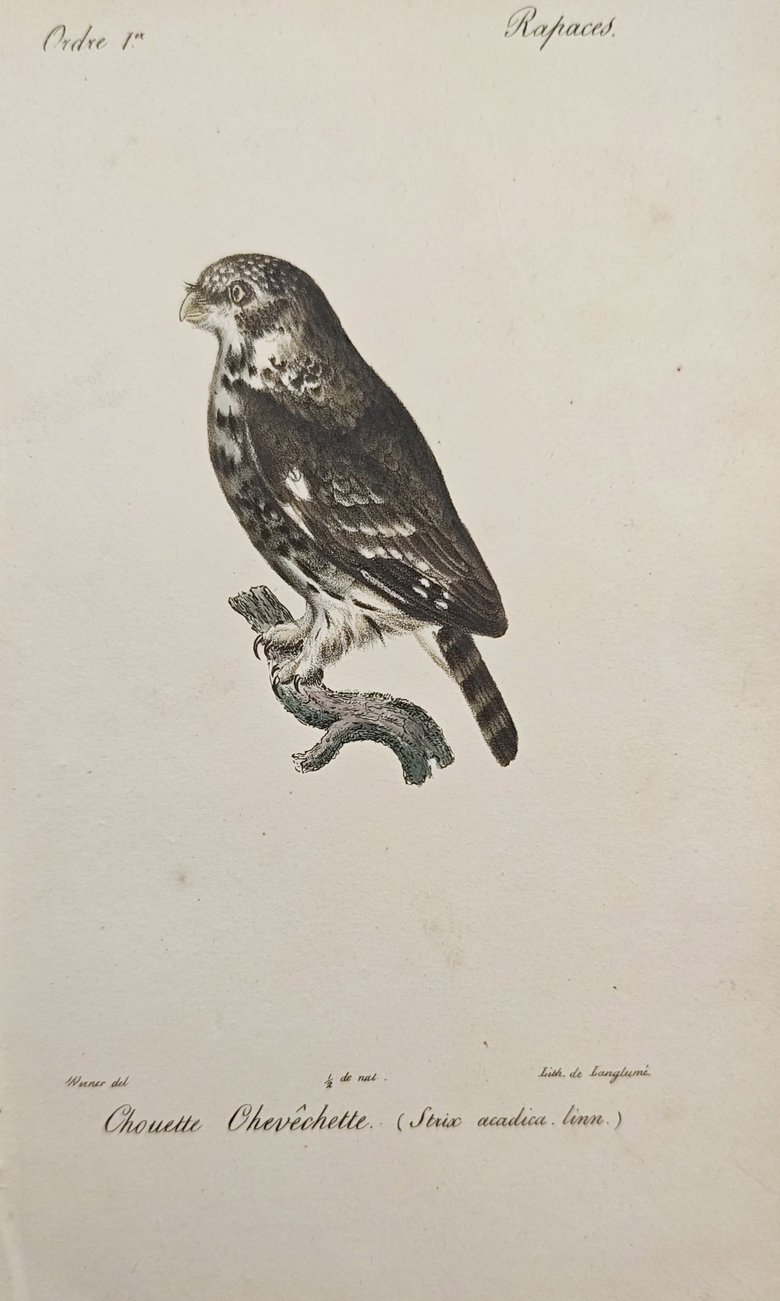 Jean-Charles Werner – Eurasian Pygmy Owl Perched on a Branch – Lithograph (19th Century): "Eurasian Pygmy Owl" presents a natural history study illustrating a small bird of prey perched on a weathered mossy branch with delicate hand coloration and fine plumage texturing. The composition em