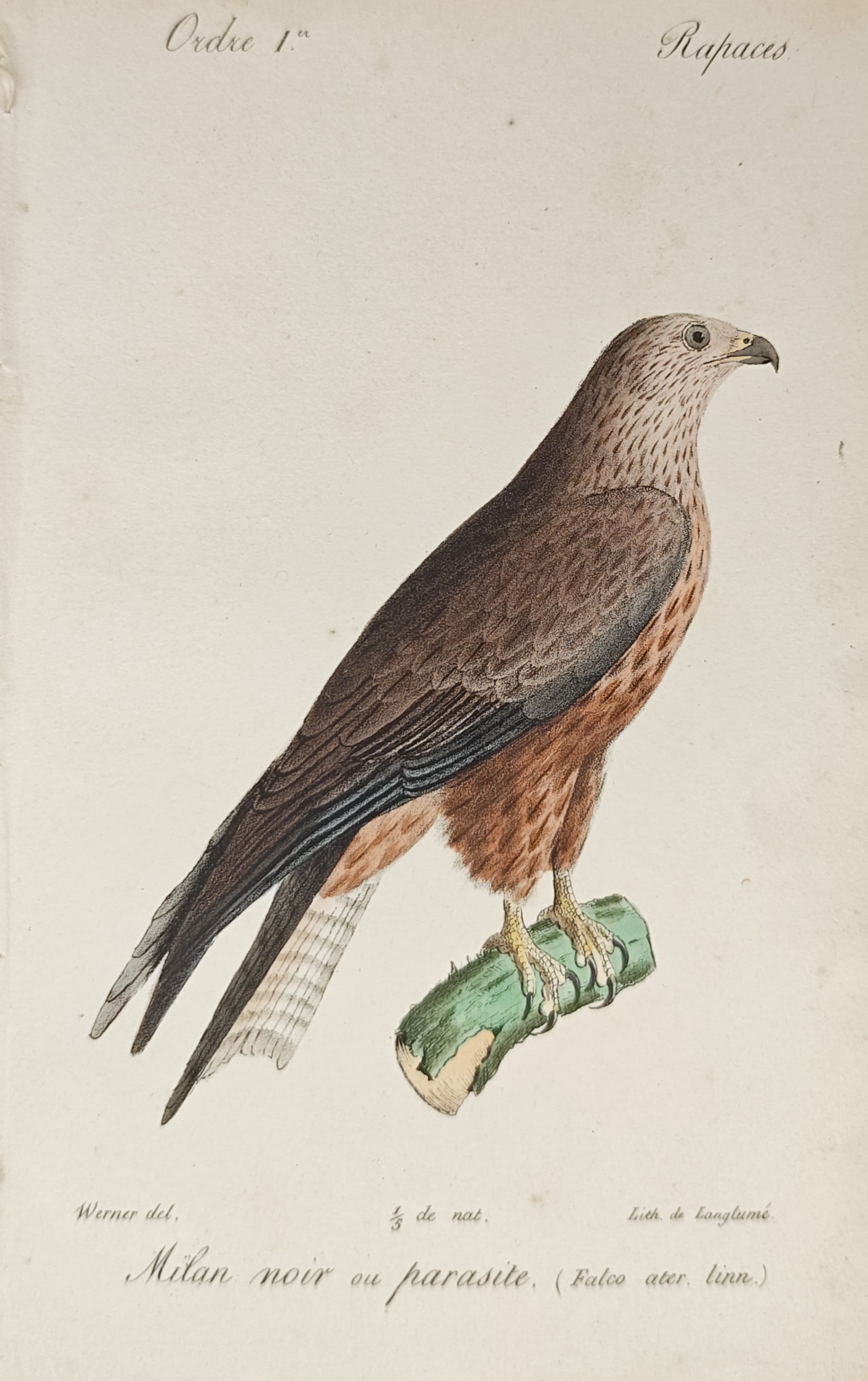 Jean-Charles Werner – Black Kite Perched on a Branch – Lithograph (19th Century) (1 of 2)