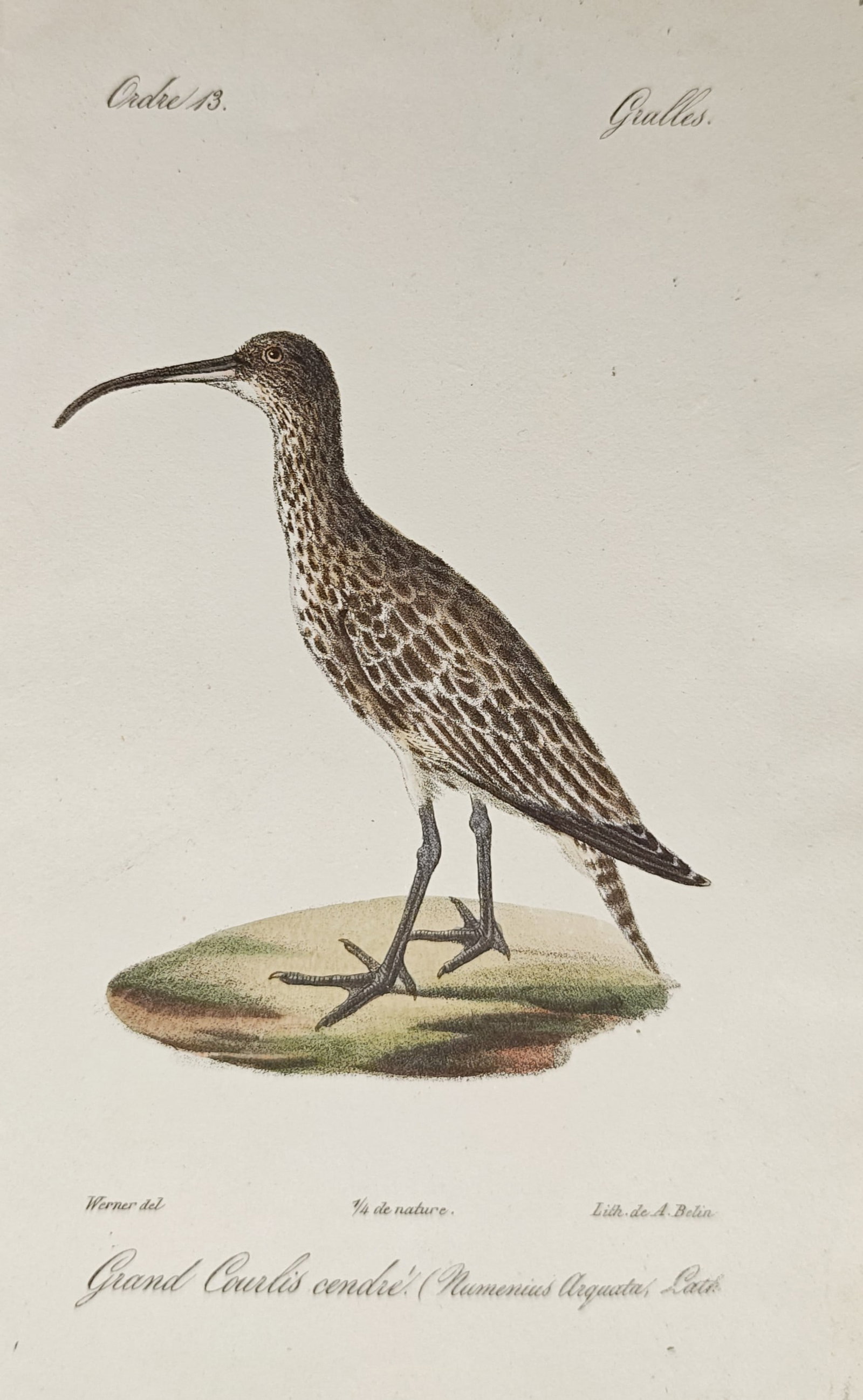 Jean-Charles Werner – Eurasian Curlew Standing on Ground – Lithograph (19th Century) (1 of 2)