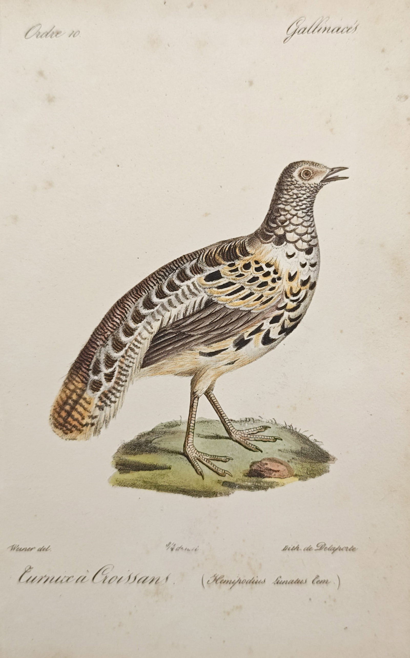 Jean-Charles Werner – Crescent Buttonquail Standing on Ground – Lithograph (19th Century) (1 of 2)