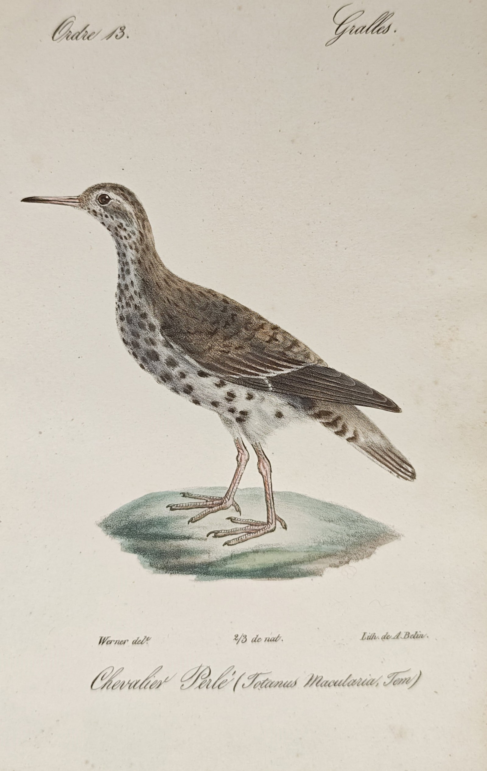 Jean-Charles Werner – Spotted Sandpiper Standing on Ground – Lithograph (19th Century) (1 of 2)