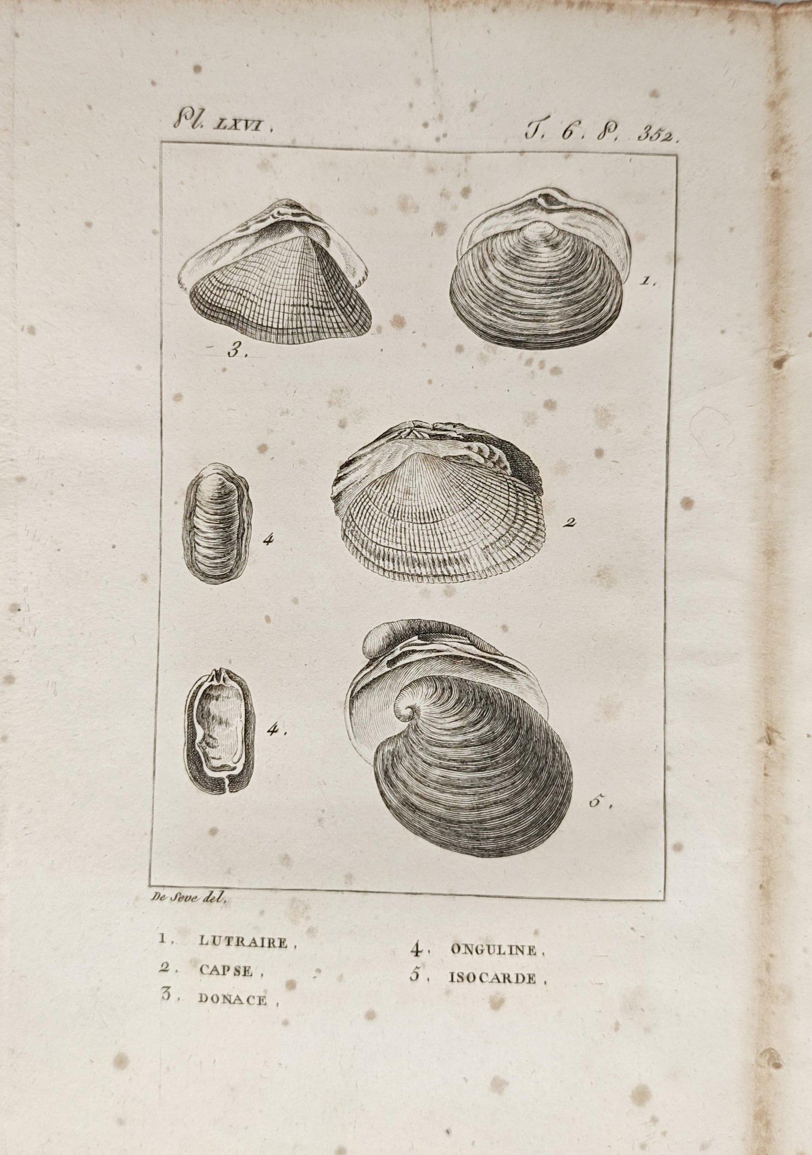 Georges-Louis Leclerc de Buffon – Conchological Studies of Bivalve Shells Including Lutraria (1 of 2)