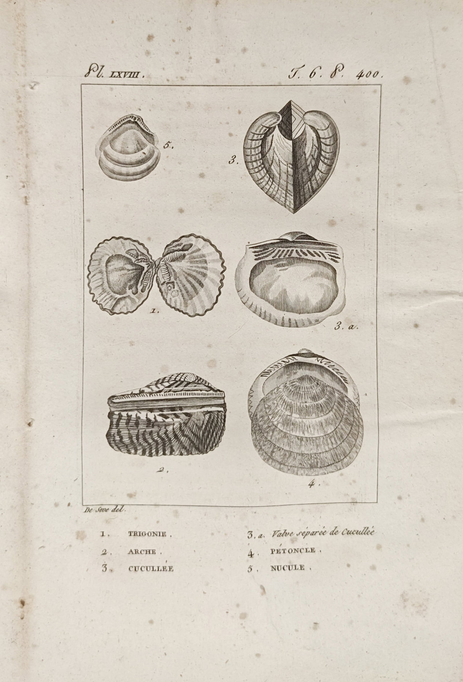 Georges-Louis Leclerc de Buffon – Conchological Studies of Bivalve Shells – Engraving (1 of 2)