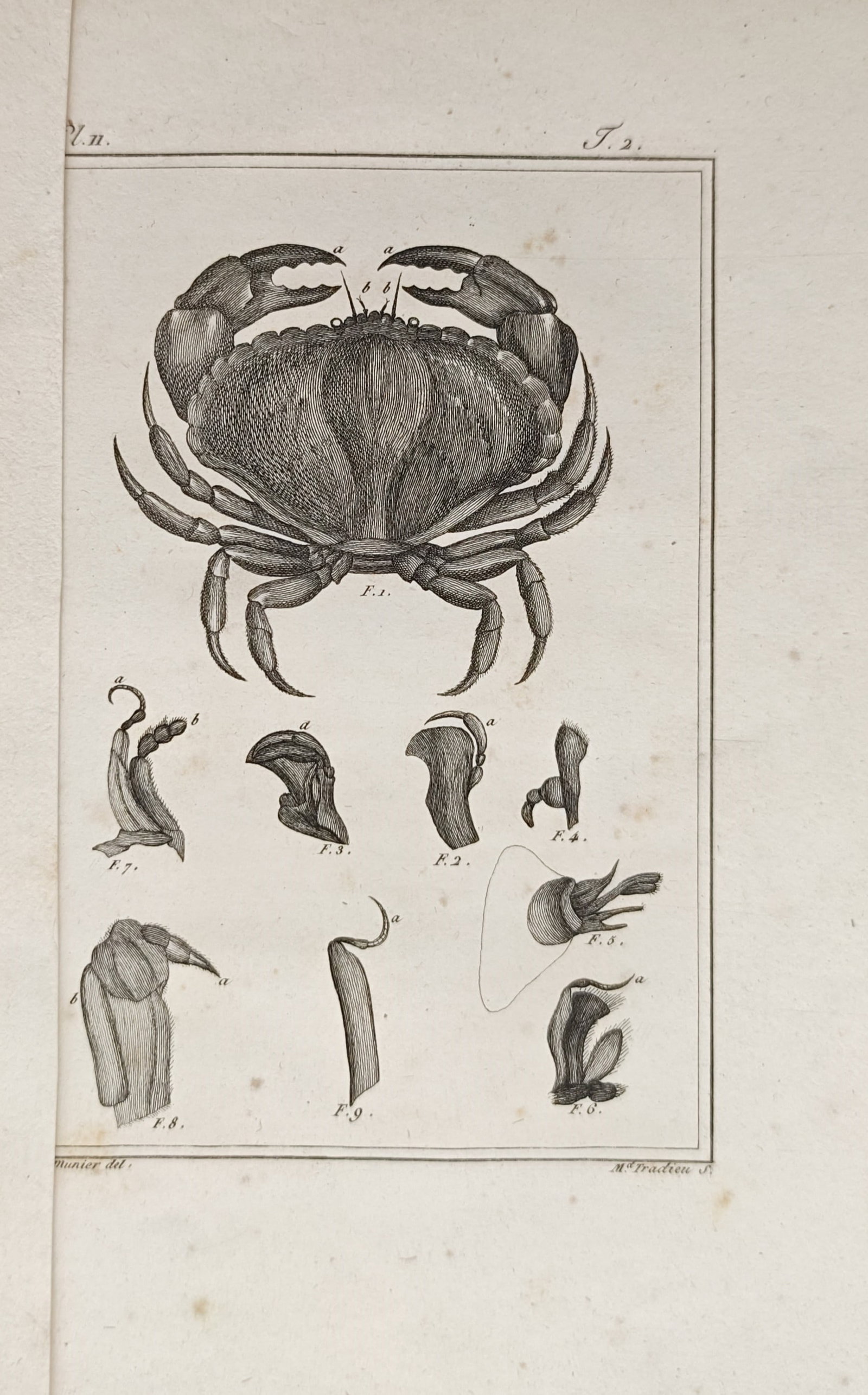 Georges-Louis Leclerc de Buffon – Crab and Crustacean Anatomy – Engraving (18th Century) (1 of 2)