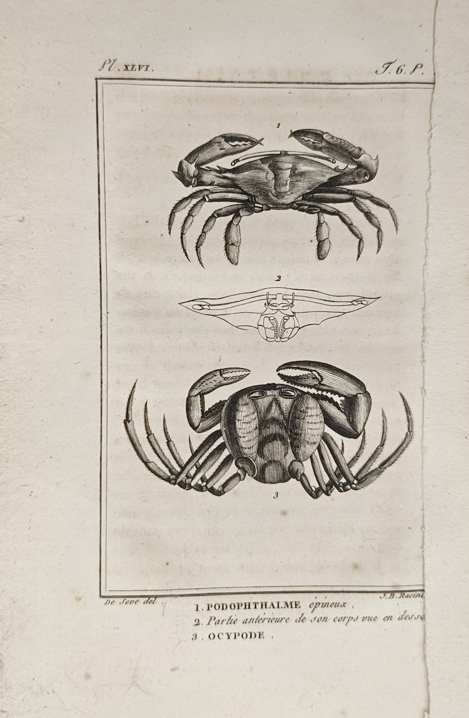 Georges-Louis Leclerc de Buffon – Stalk-Eyed Crab and Ghost Crab – Engraving (18th Century): "Spiny Stalk-Eyed Crab and Ghost Crab" presents a carcinological study illustrating the carapace morphology, appendages, and anterior anatomy of marine crabs. The composition emphasizes scientific pre