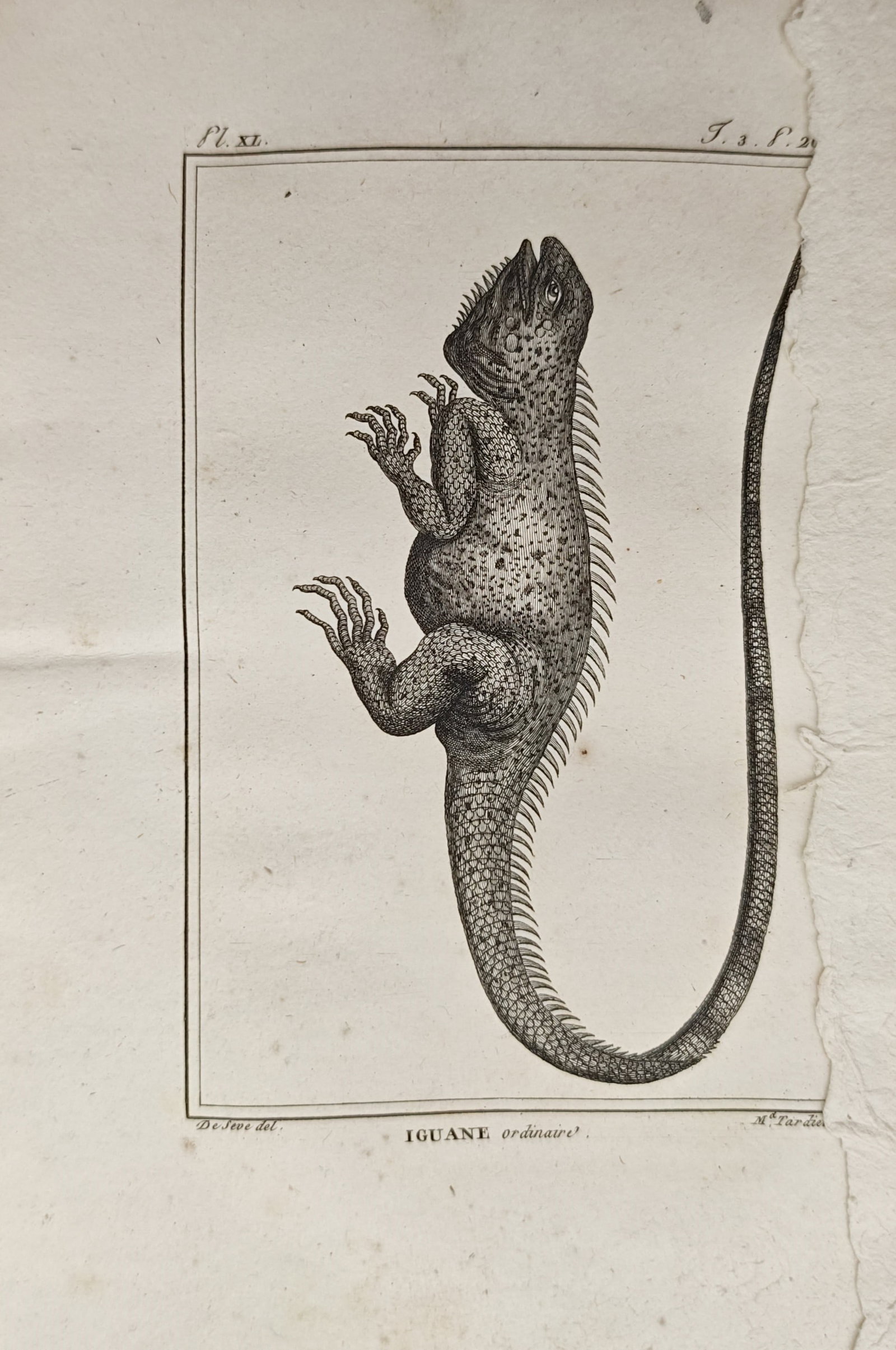 Georges-Louis Leclerc de Buffon – Common Iguana – Engraving (18th Century): "Common Iguana" presents a herpetological study illustrating an iguana rendered with a prominent serrated dorsal crest, textured reptilian scales, and an elongated tapering tail. The composition empha