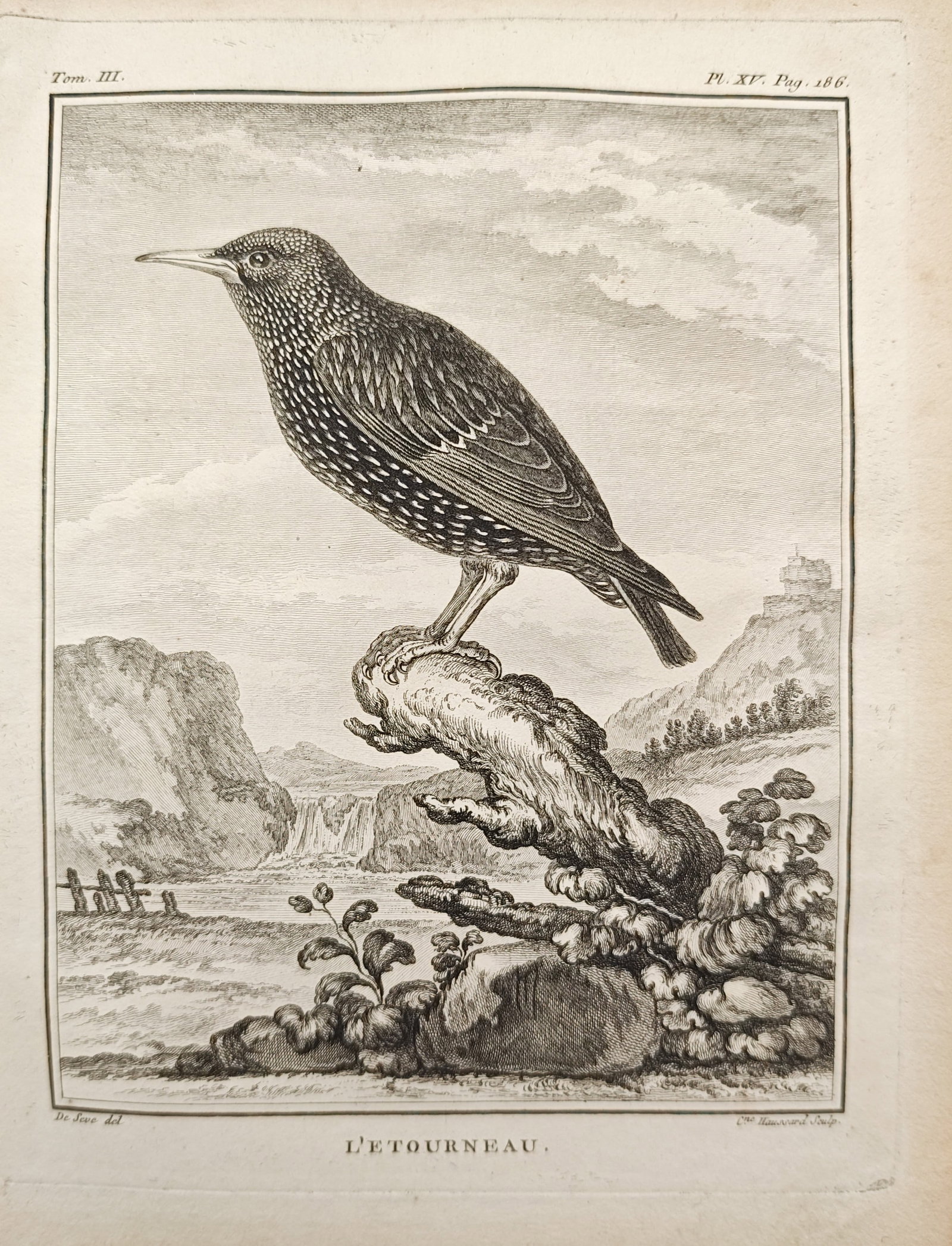 Georges-Louis Leclerc de Buffon – European Starling on a Branch – Engraving (18th Century): "The Starling" presents a natural history study illustrating a speckled starling perched atop a mossy branch against an expansive landscape backdrop of waterfalls, hills, and a distant hilltop fortres