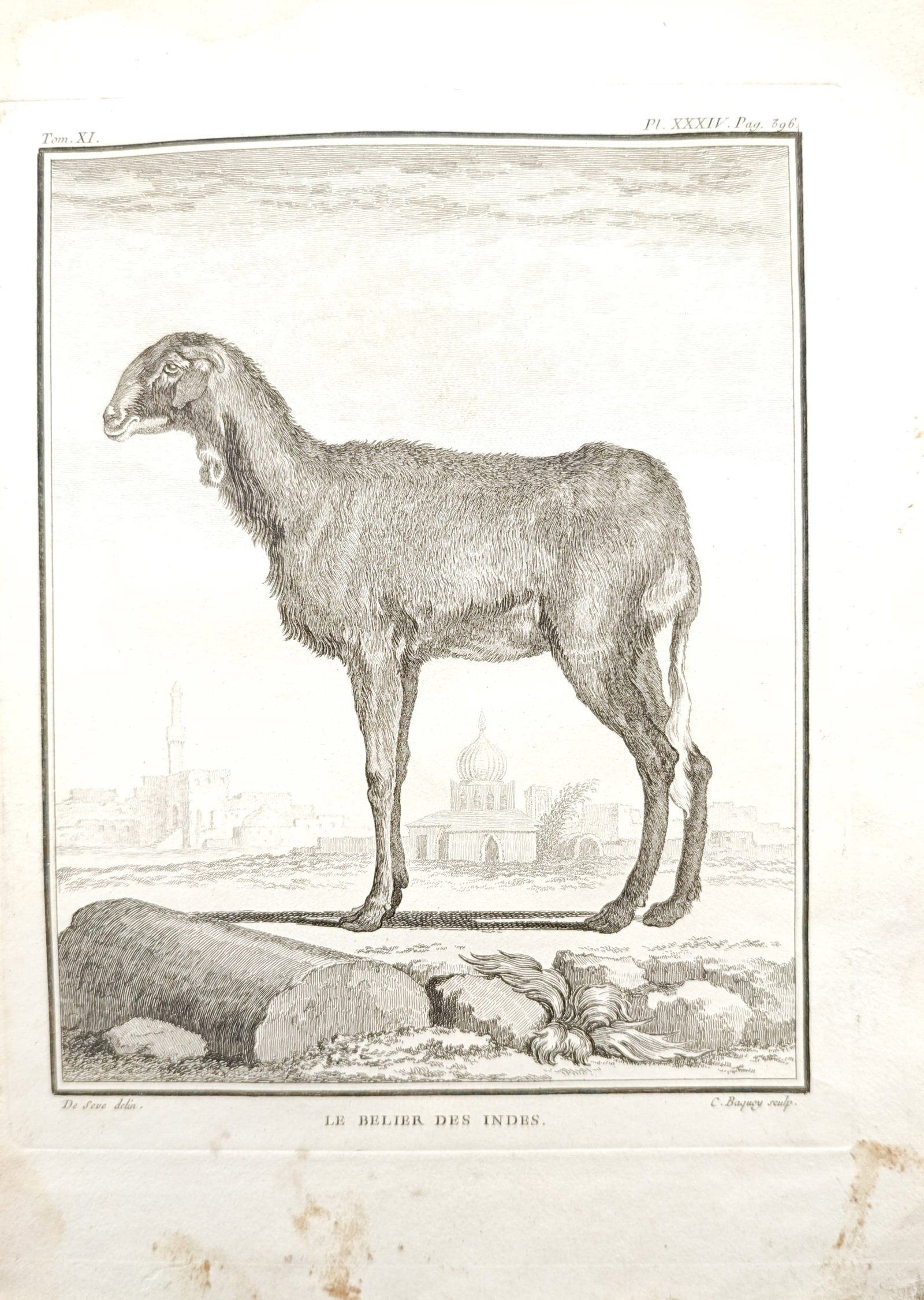 Georges-Louis Leclerc de Buffon – Indian Ram in Landscape – Engraving (18th Century) (1 of 2)