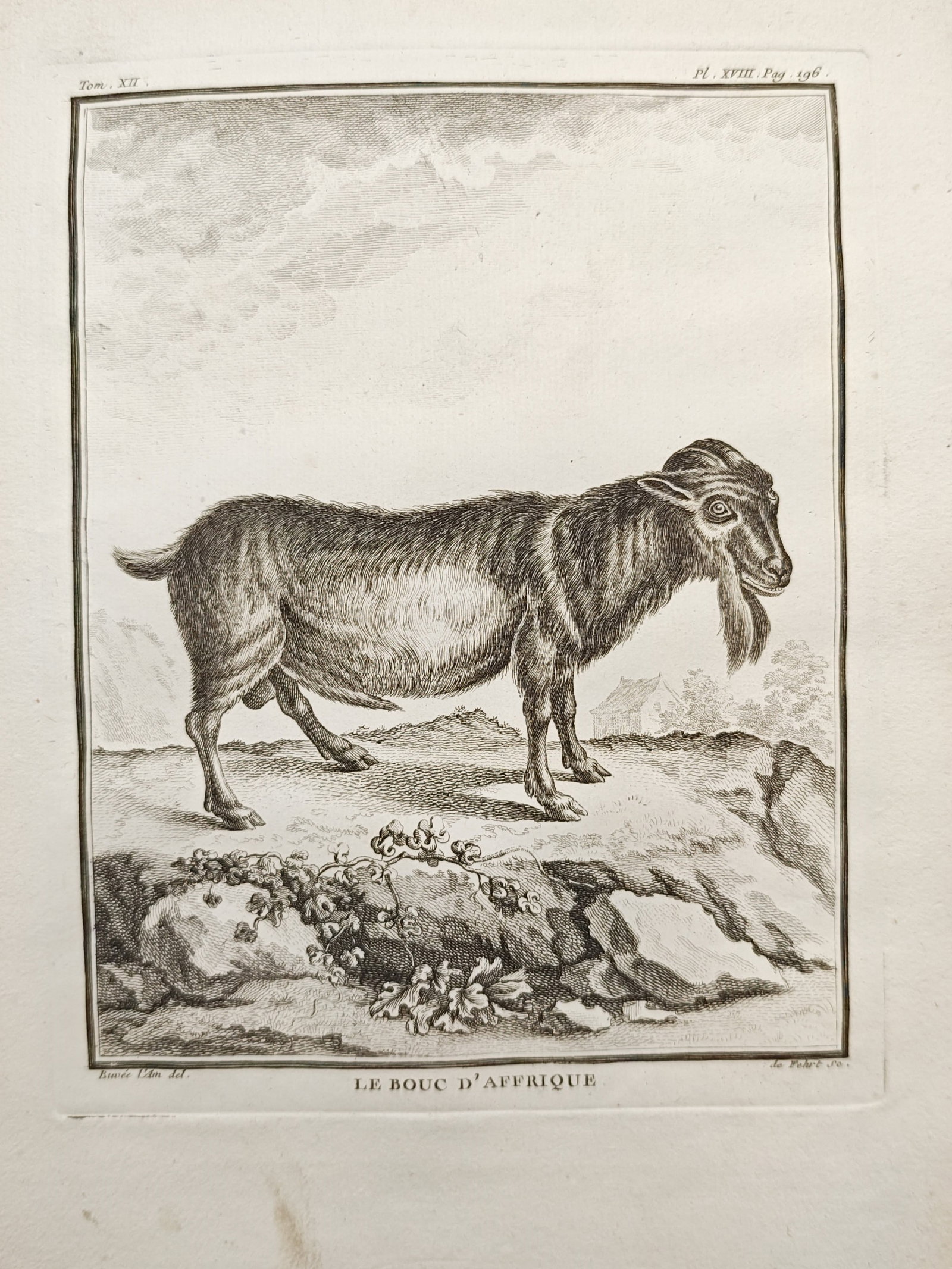 Georges-Louis Leclerc de Buffon – African He-Goat – Engraving (18th Century): "The African He-Goat" presents a zoological study illustrating a bearded goat standing in profile on an elevated rocky knoll with foreground foliage set against a gentle landscape and homestead. The c