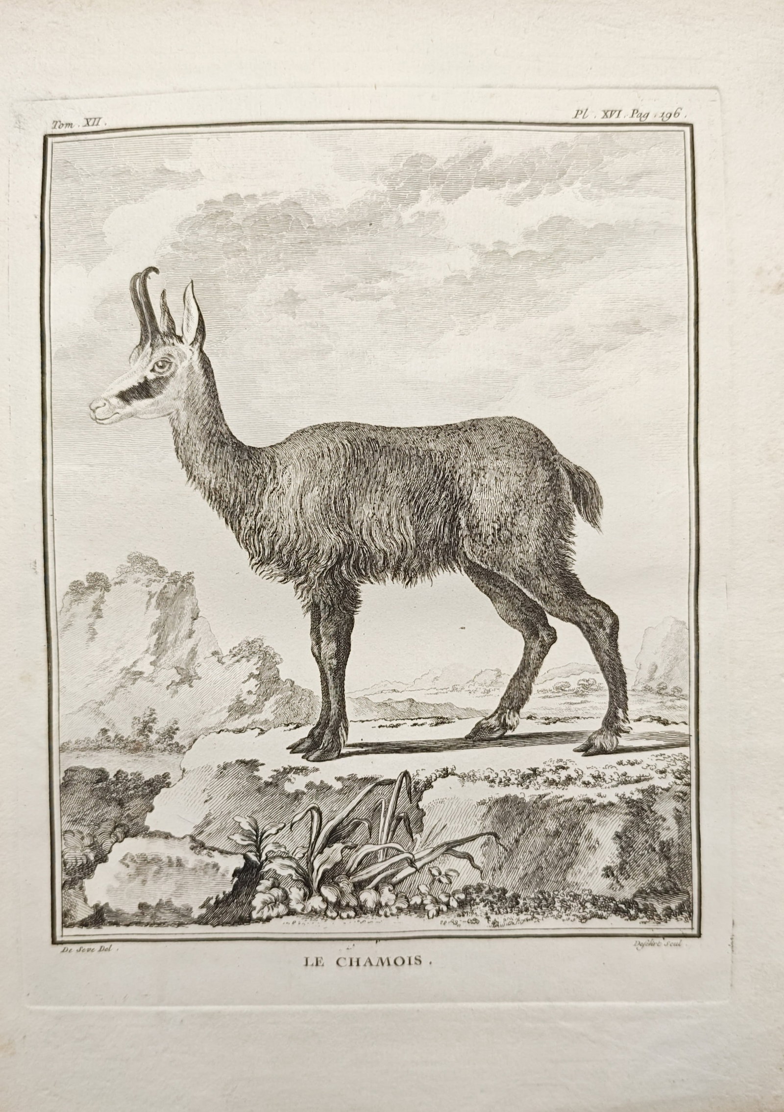 Georges-Louis Leclerc de Buffon – Alpine Chamois – Engraving (18th Century): "The Chamois" presents a zoological study illustrating a chamois standing alert in profile upon a rocky alpine ridge overlooking distant mountain slopes. The composition emphasizes fine line engraving