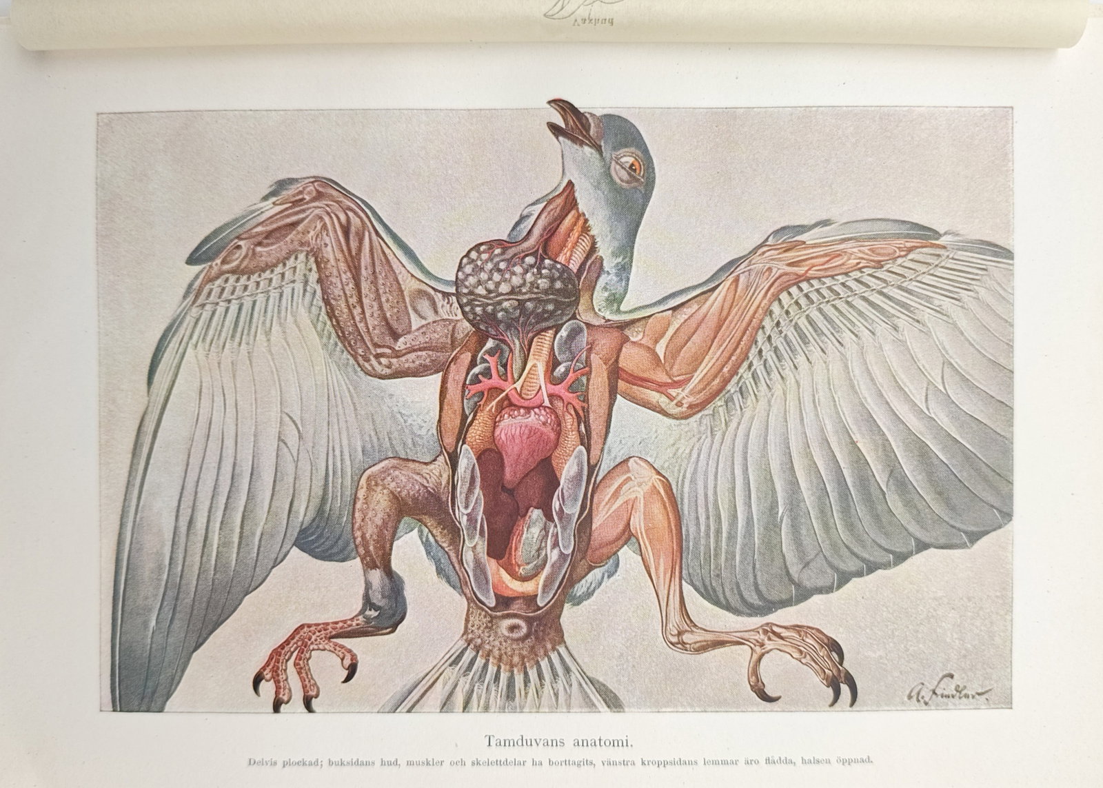 Adolf Fiedler – Anatomical Dissection of the Domestic Pigeon – Chromolithograph (20th Century): "Anatomy of the Domestic Pigeon" presents a detailed biological and veterinary dissection study illustrating the internal organs, musculature, circulatory system, and feather structure of a partially 