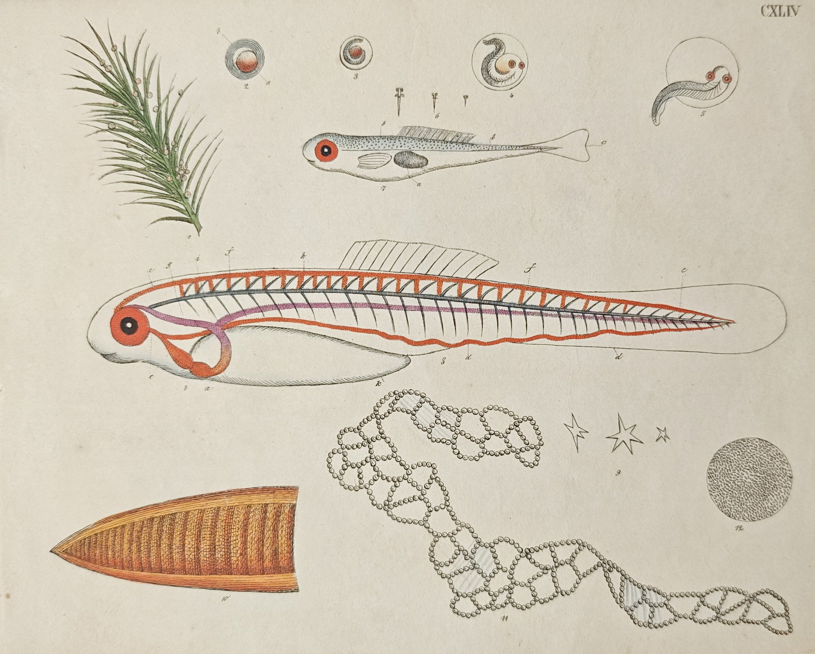 Friedrich Justin Bertuch – Ichthyological Embryology and Larval Development of Fish – Engraving: "Development of Fish Embryos and Larvae" presents an educational natural history study illustrating various microscopic stages of fish embryology, including egg development, larval vascular anatomy, a