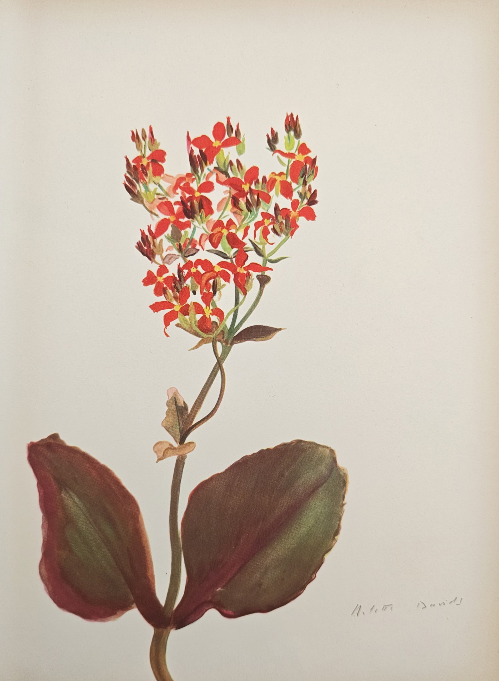 Arlette Davids,after – Scarlet Flowering Succulent (Kalanchoe) – Offset print (20th Century) (1 of 2)