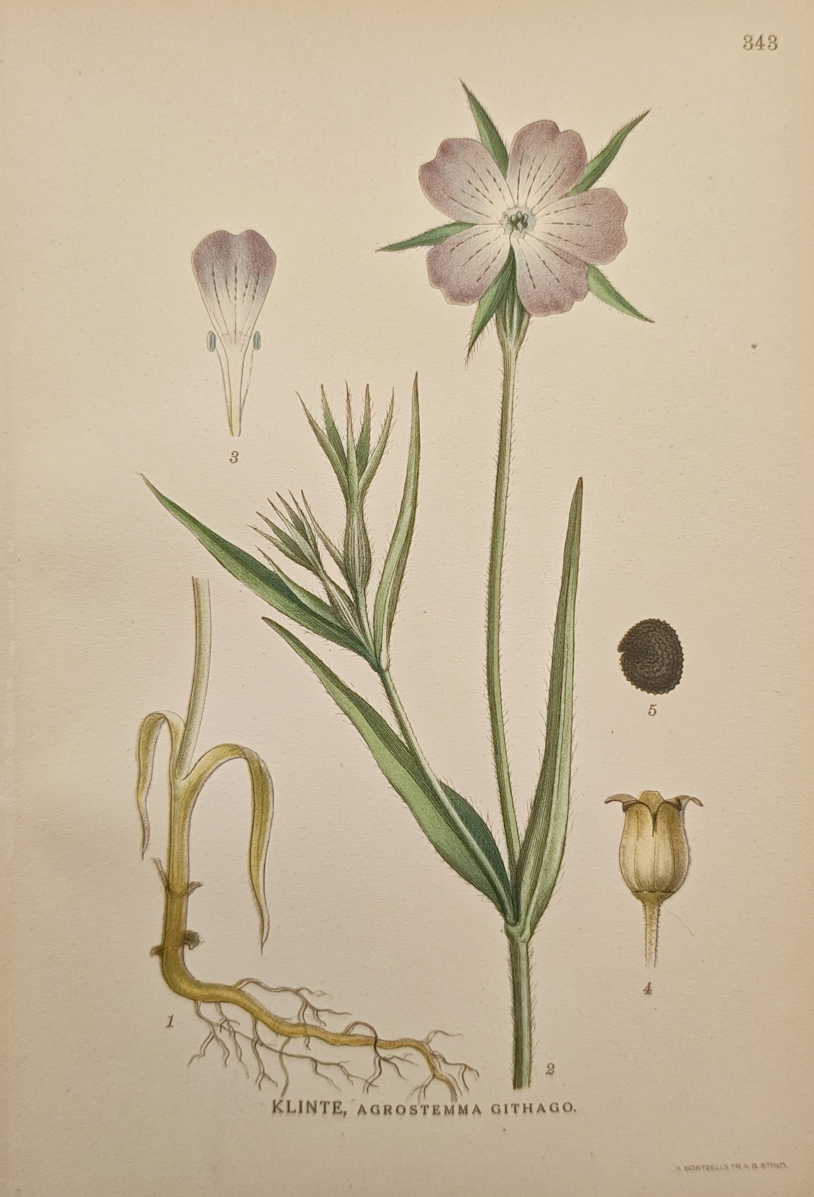 Carl Axel Magnus Lindman – Common Corncockle (Agrostemma Githago) – Lithograph (1 of 2)