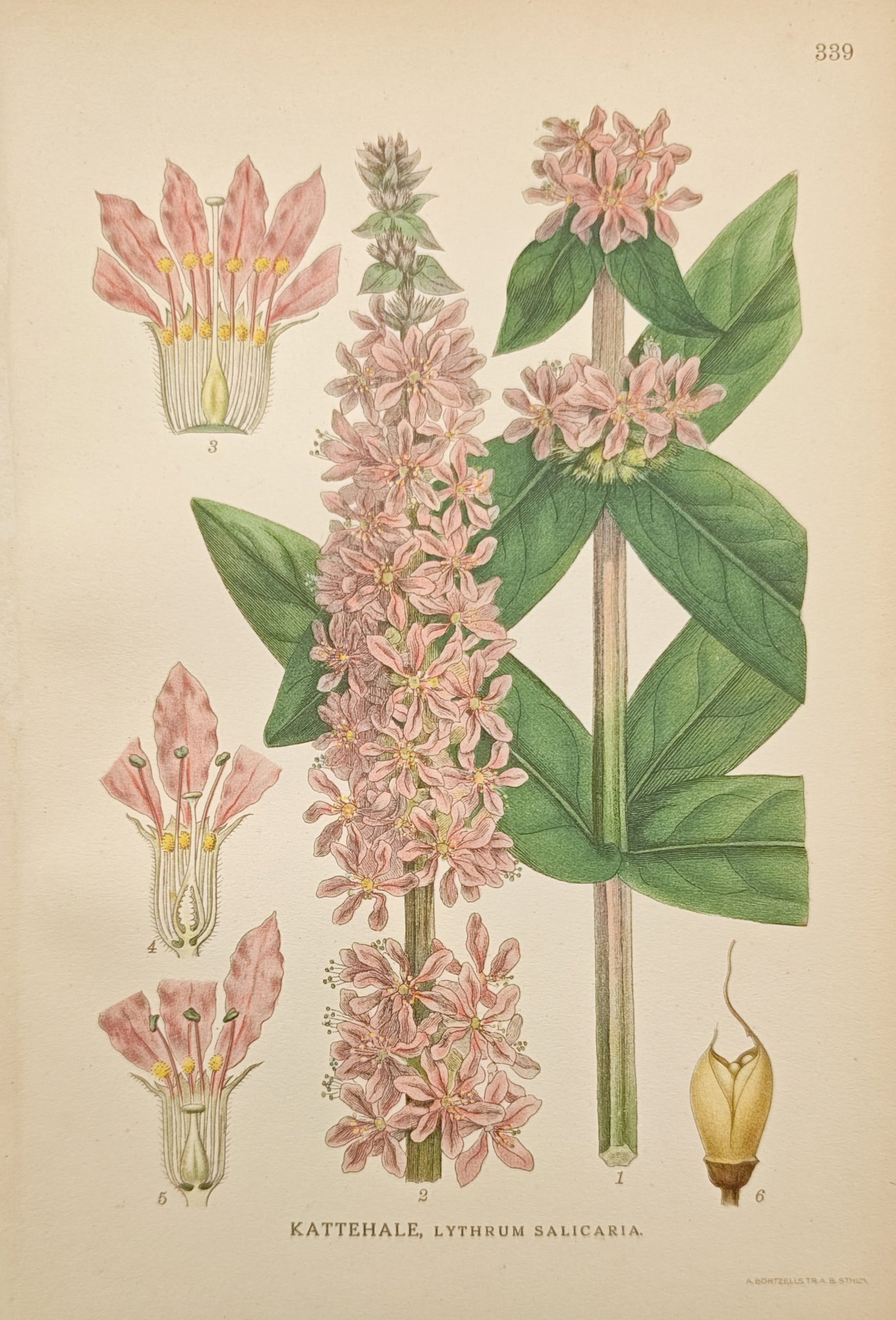 Carl Axel Magnus Lindman – Purple Loosestrife (Lythrum Salicaria) – Lithograph (20th Century): "Purple Loosestrife" presents a botanical study illustrating the flowering spike, stem foliage, floral dissections, and seed capsule of the Lythrum salicaria plant. The composition emphasizes scientif