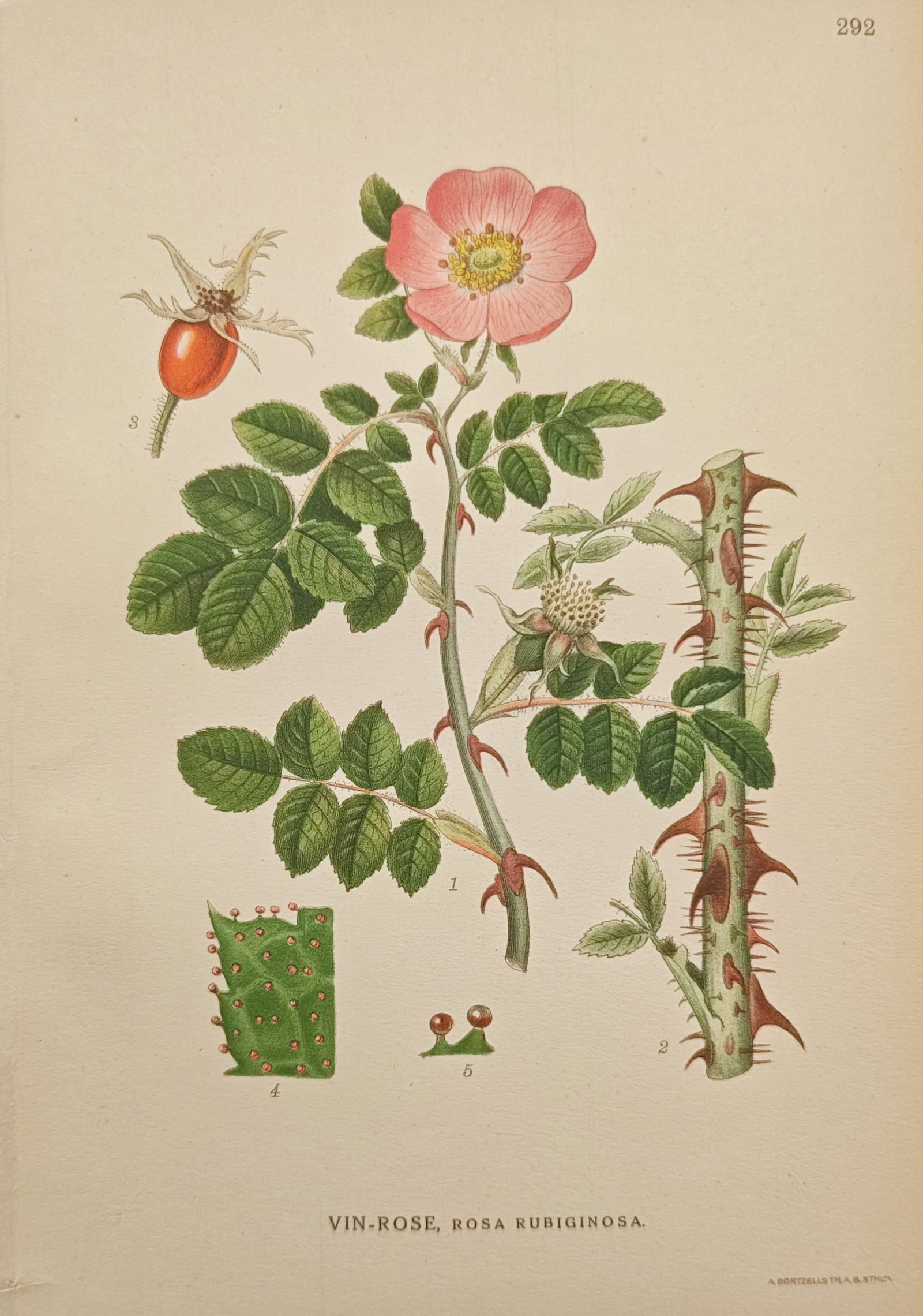 Carl Axel Magnus Lindman – Sweet Briar Rose (Rosa Rubiginosa) – Lithograph (20th Century): "Sweet Briar Rose" presents a botanical study illustrating the delicate pink blossom, thorny branches, glandular foliage, and vibrant rosehip fruit of the Rosa rubiginosa shrub. The composition emphas