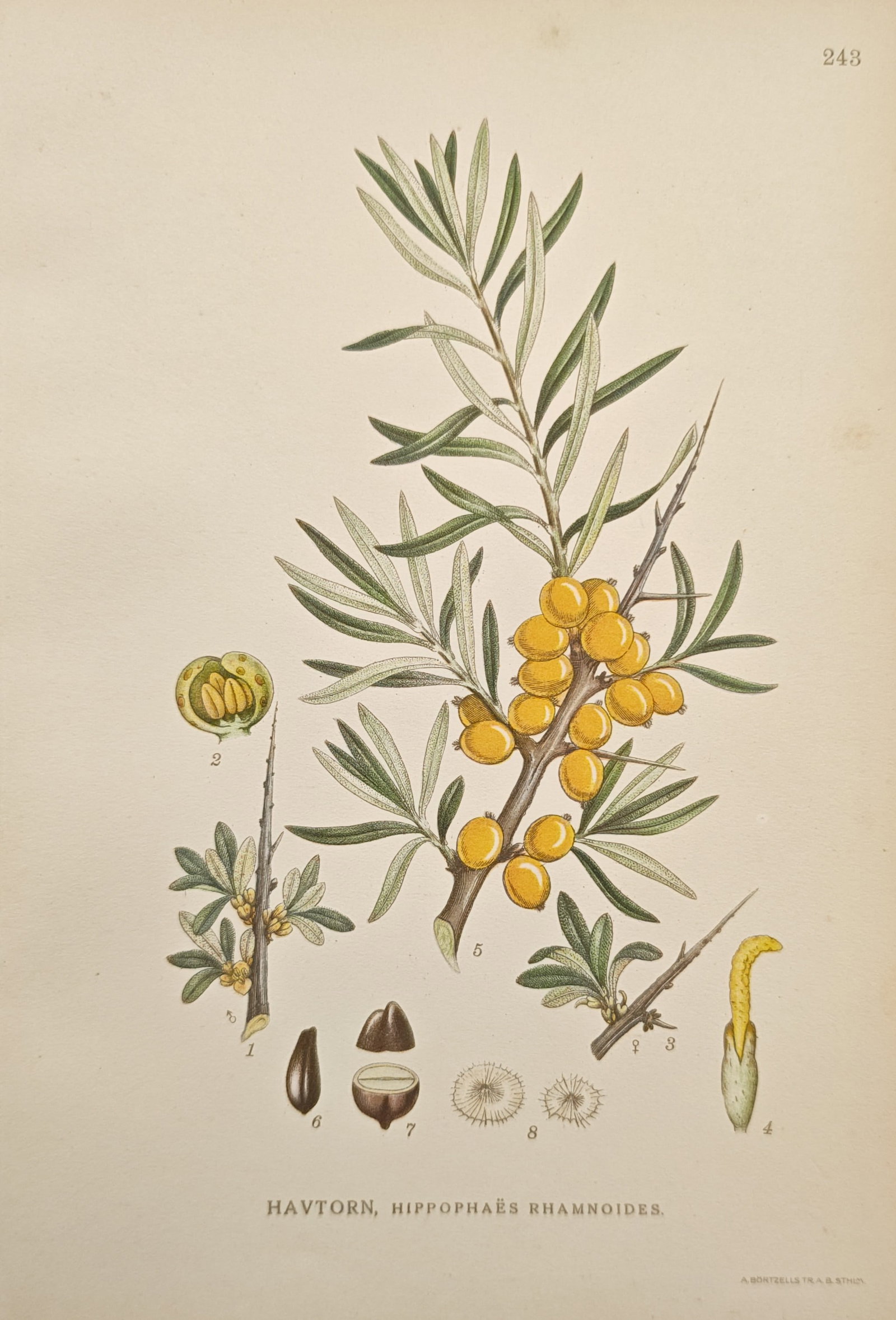 Carl Axel Magnus Lindman – Common Sea Buckthorn (Hippophae Rhamnoides) – Lithograph: "Sea Buckthorn" presents a botanical study illustrating the berry-laden thorny branch, slender foliage, floral structure, and seed dissections of the Hippophae rhamnoides shrub. The composition emphas