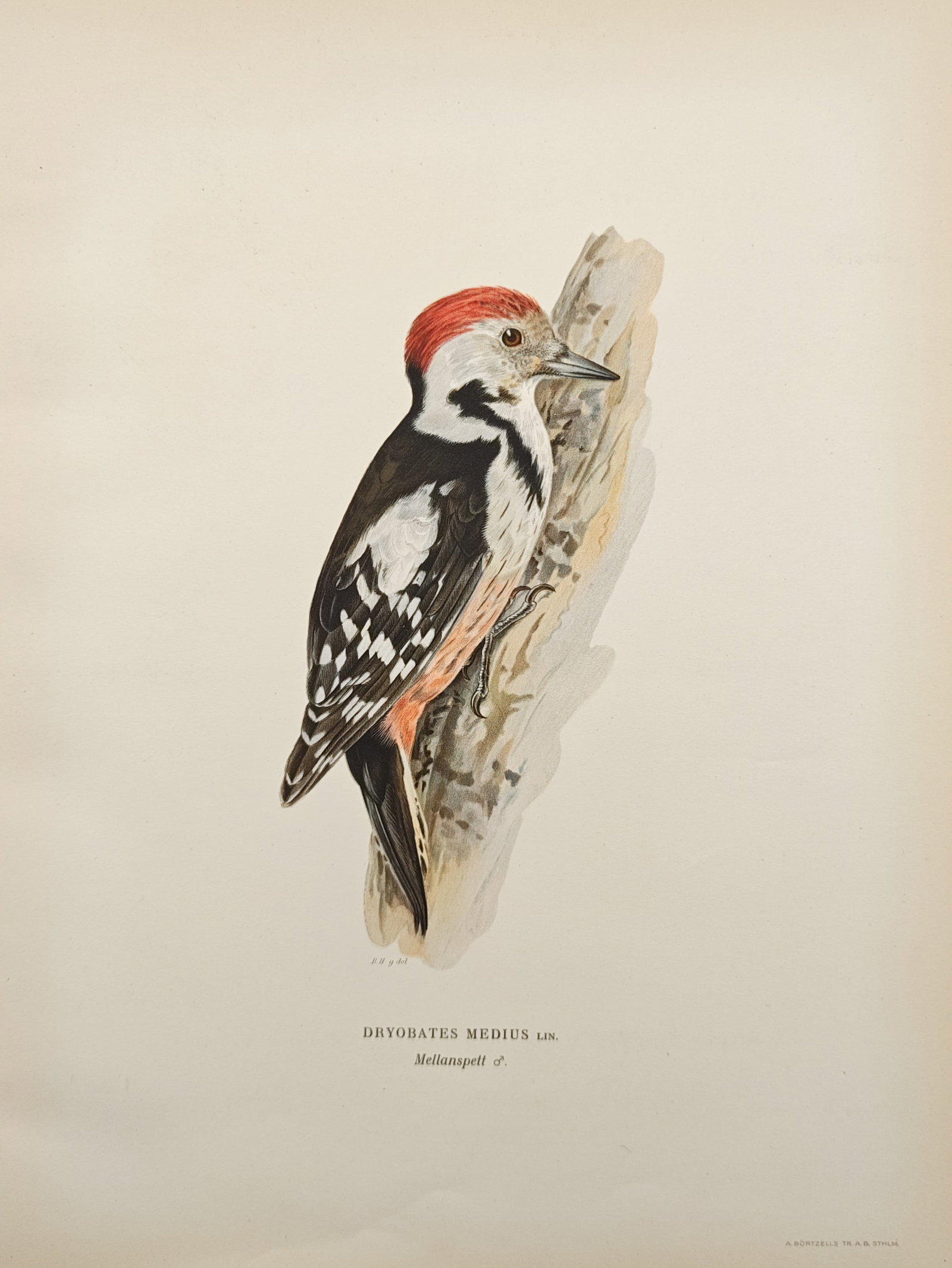 Magnus von Wright – Middle Spotted Woodpecker (Dryobates Medius) – Lithograph (1920s) (1 of 2)