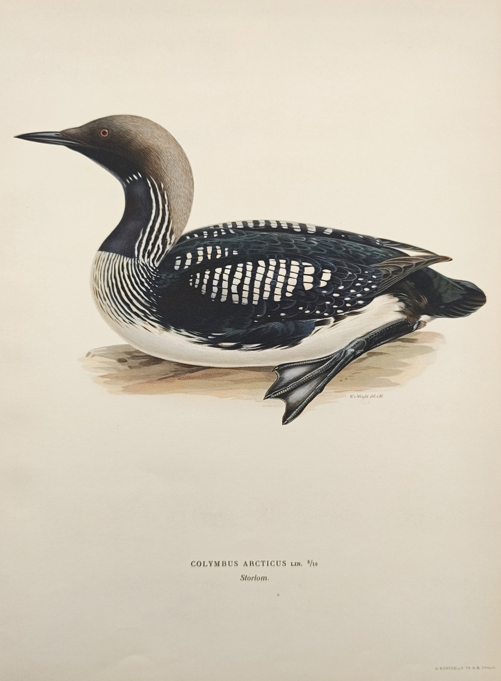 Magnus von Wright – Black-Throated Loon (Colymbus Arcticus) – Lithograph (1920s): "Black-Throated Loon" presents an ornithological study illustrating the intricate geometric plumage patterning, sleek grey head, and resting posture of an Arctic diver. The composition emphasizes natu