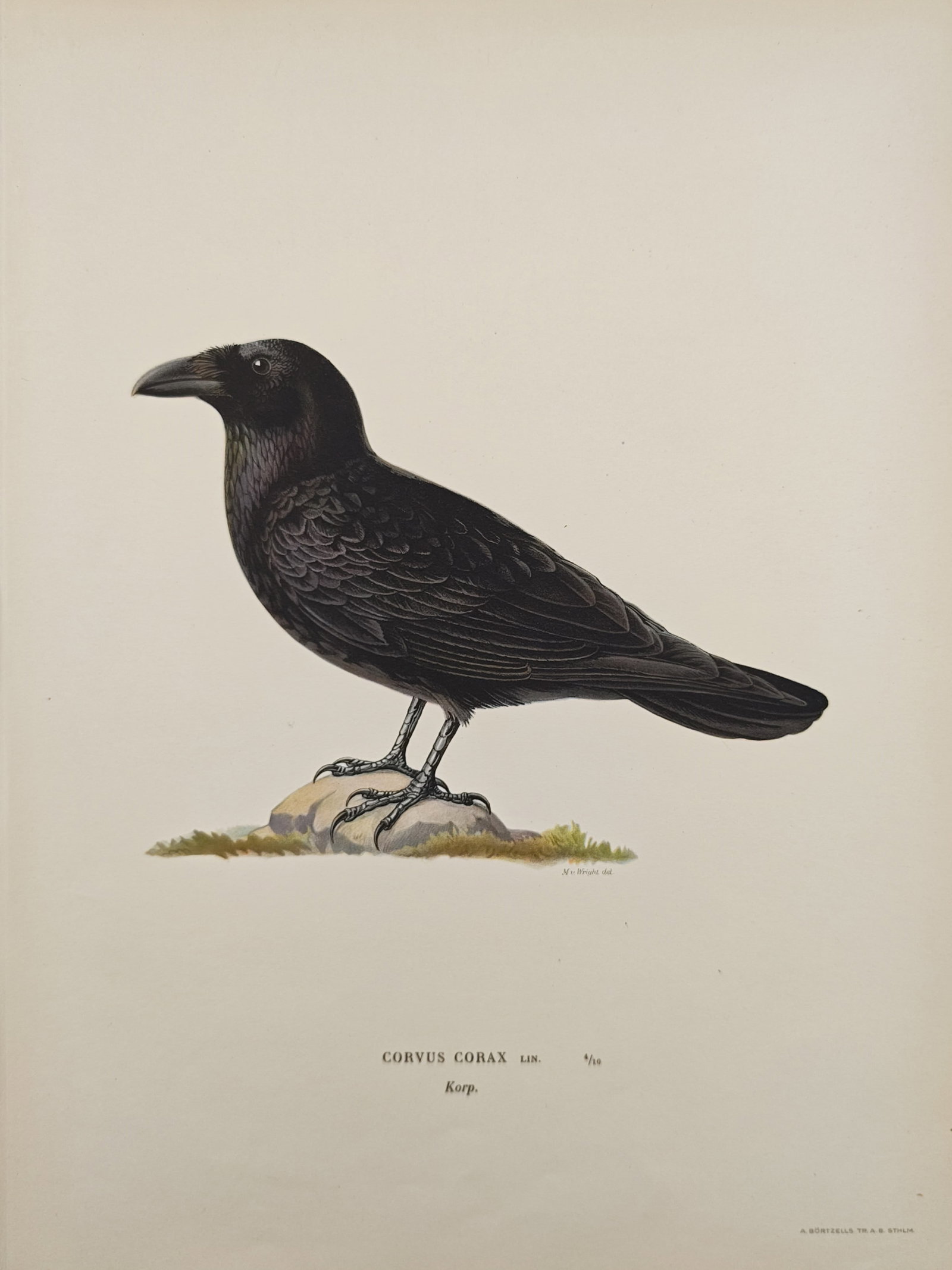 Magnus von Wright – Common Raven (Corvus Corax) – Lithograph (1920s) (1 of 2)