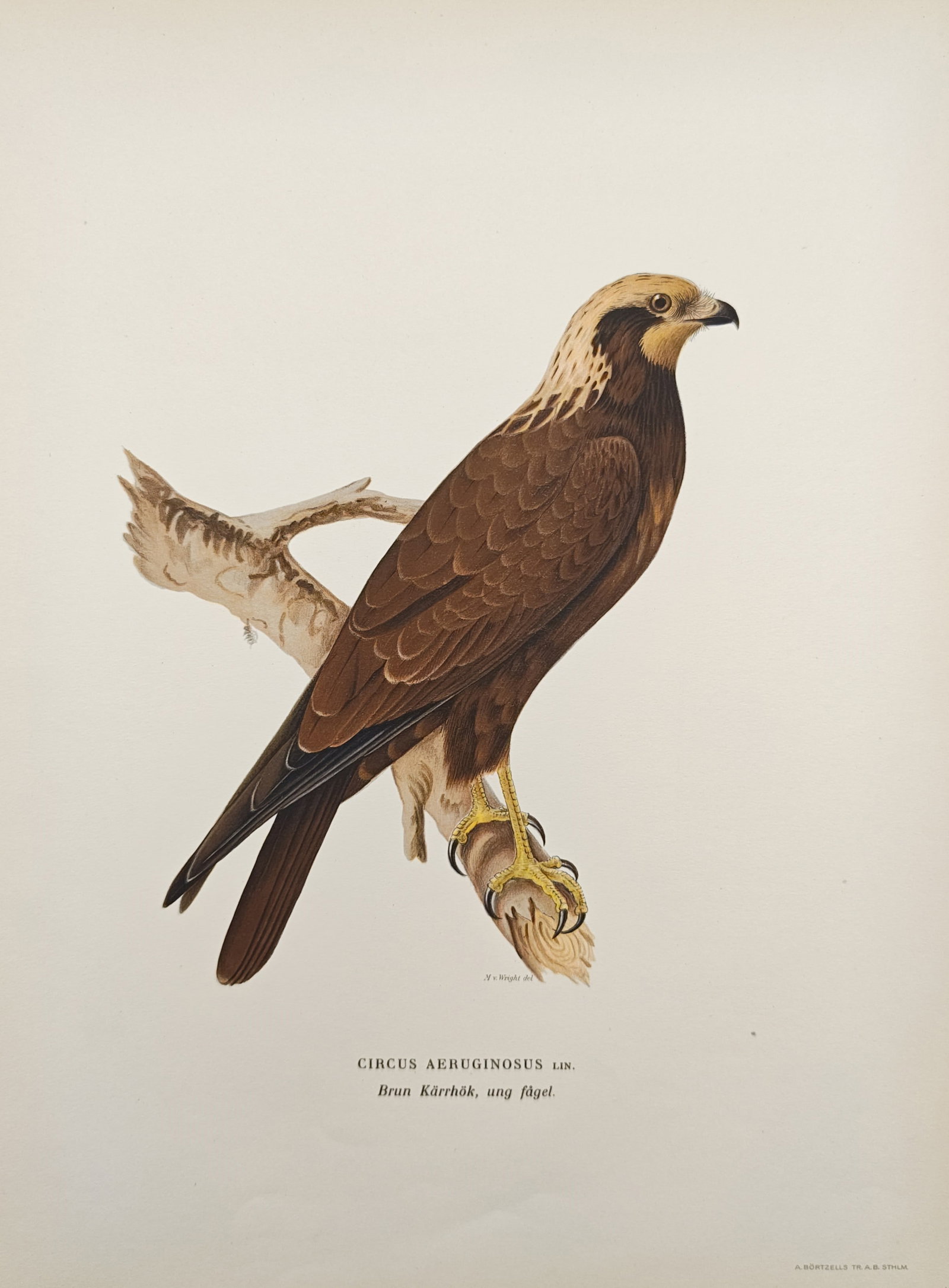 Magnus von Wright – Western Marsh Harrier (Circus Aeruginosus) – Lithograph (1920s): "Western Marsh Harrier" presents an ornithological study illustrating the warm brown plumage, cream-colored head markings, and sharp talons of a young bird of prey perched upon a weathered branch. The