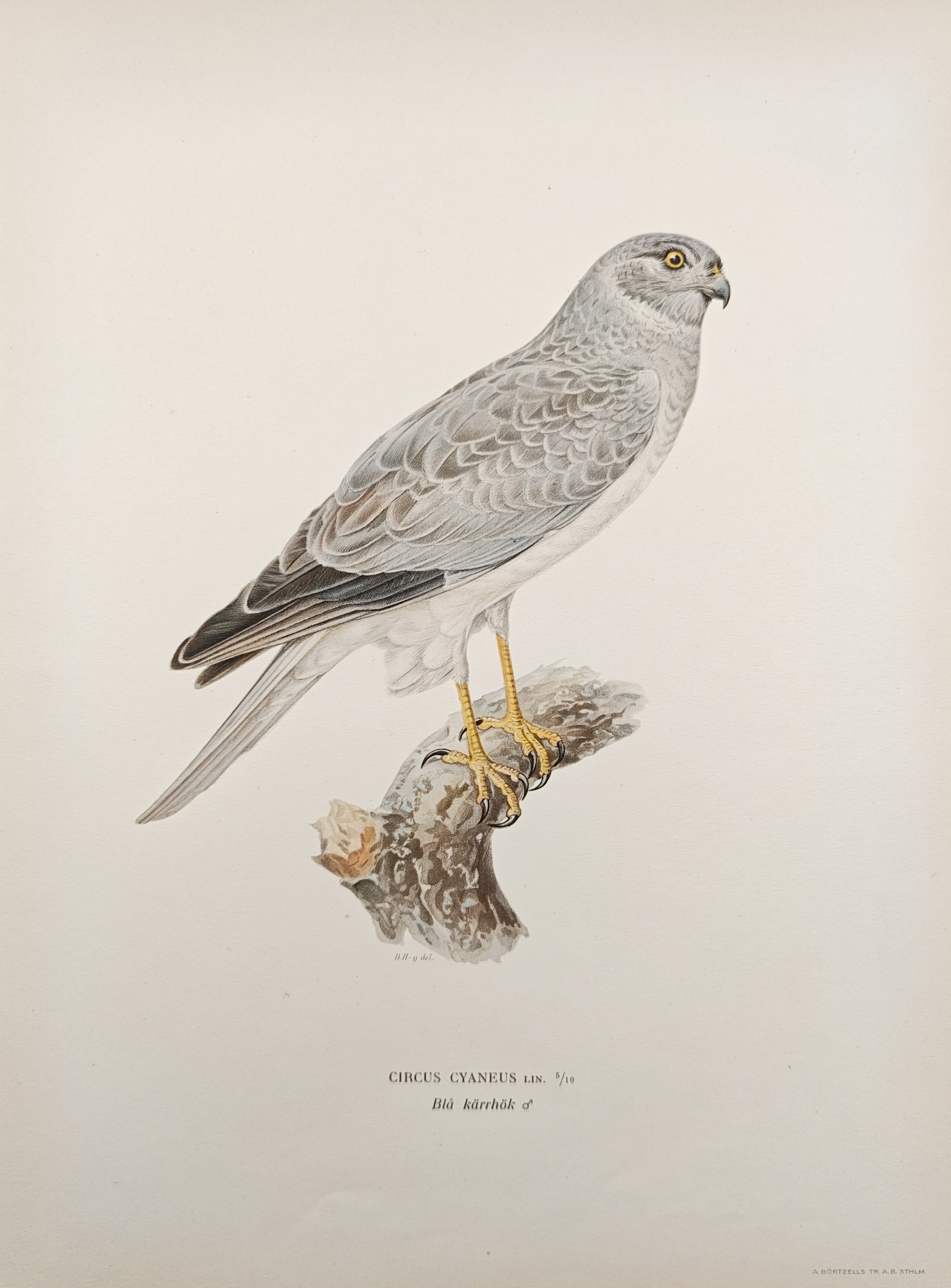 Magnus von Wright – Hen Harrier (Circus Cyaneus) – Lithograph (1920s): "Hen Harrier" presents an ornithological study illustrating the soft grey plumage, sharp yellow gaze, and slender form of an adult male hen harrier perched upon a weathered branch. The composition emp