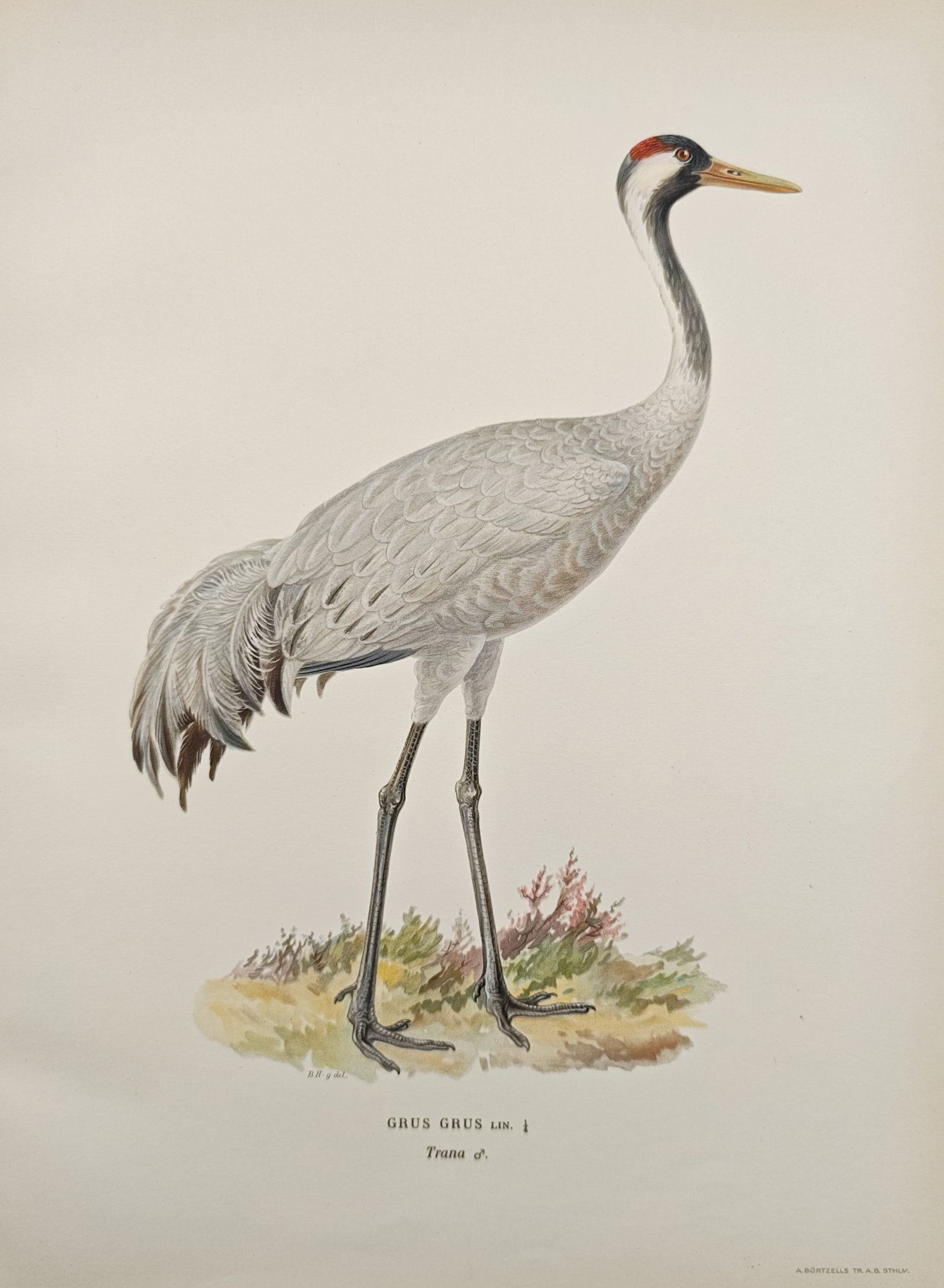 Magnus von Wright – Common Crane (Grus Grus) – Lithograph (1920s) (1 of 2)
