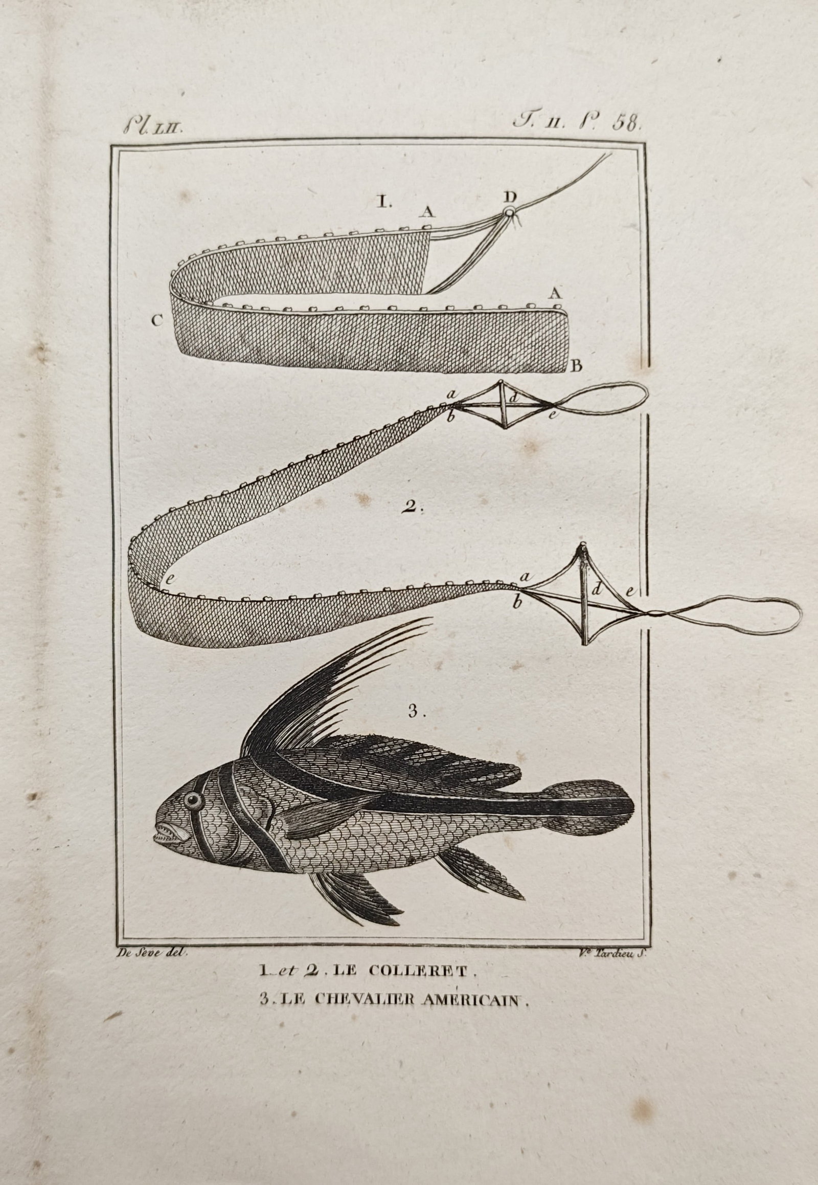 Georges-Louis Leclerc, Comte de Buffon – Marine Ribbon Worm and American Jackknife Fish: "The Collared Worm and the American Knight Fish" presents an ichthyological and marine study illustrating ribbon-like marine organisms with terminal anatomical features alongside a patterned fish spec