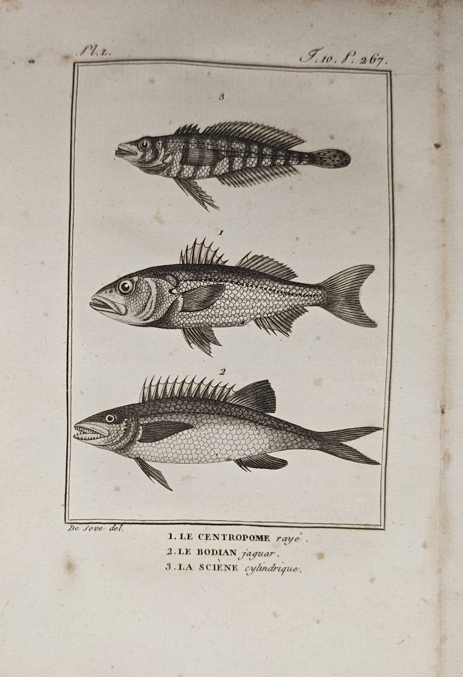 Georges-Louis Leclerc, Comte de Buffon – Striped Snook, Jaguar Bodian, and Cylindrical Croaker (1 of 2)