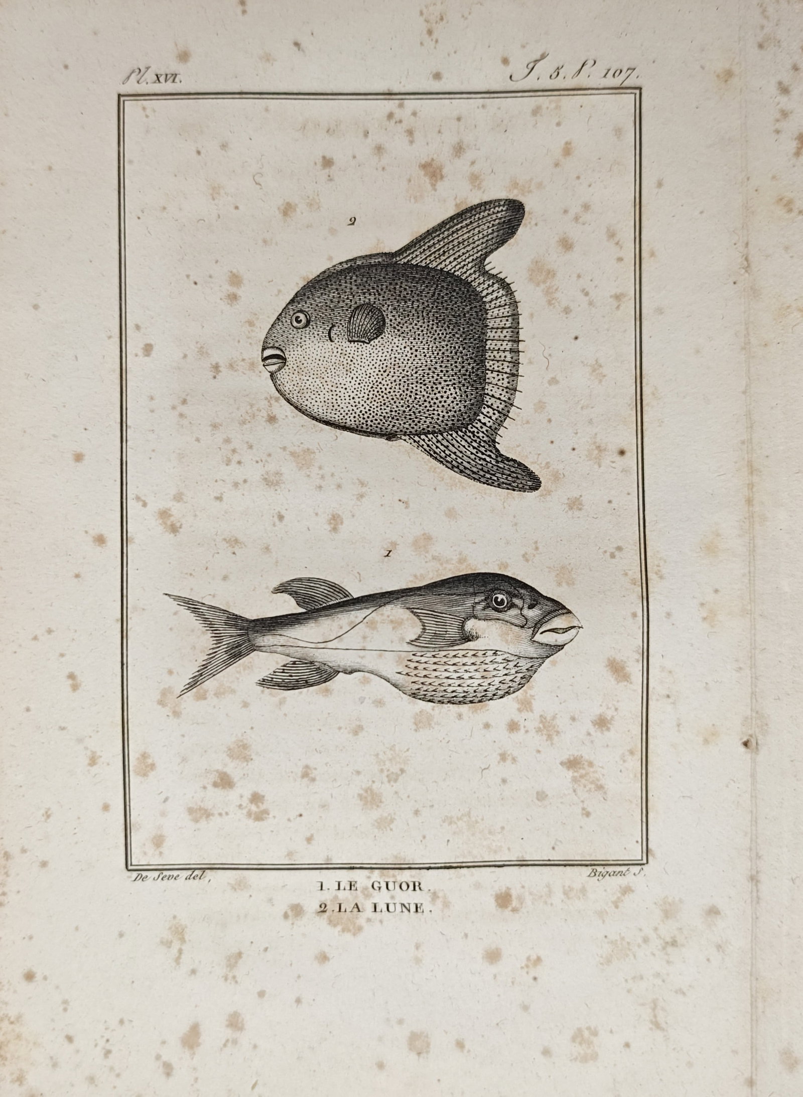 Georges-Louis Leclerc, Comte de Buffon – Pufferfish and Ocean Sunfish – Engraving (18th Century): "The Guor and the Moonfish" presents an ichthyological study illustrating the distinctive anatomical profiles, textured skins, and unusual bodily forms of two unique marine species. The composition em