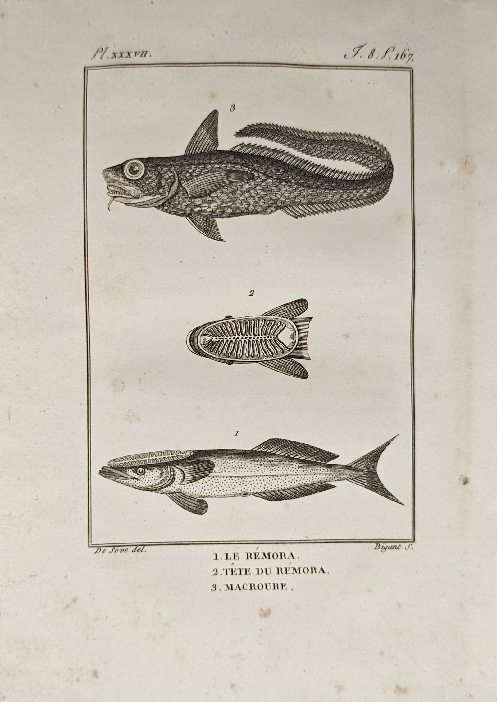Georges-Louis Leclerc, Comte de Buffon – Remora Suckerfish and Grenadier Macrourus – Engraving: "The Remora and the Grenadier" presents an ichthyological study illustrating the lateral profiles, cranial suction disc structure, and elongated body forms of two marine fish species. The composition 