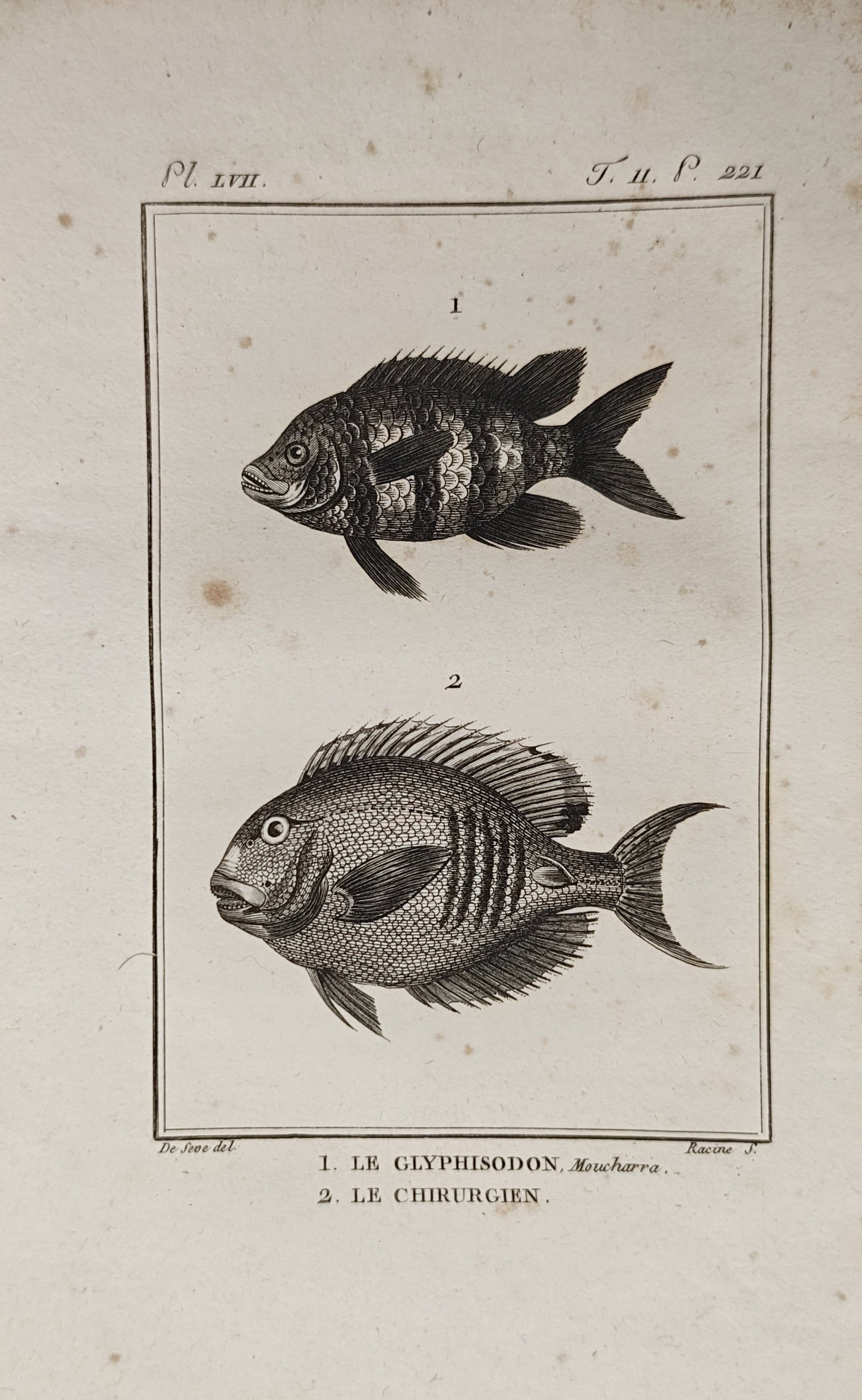 Georges-Louis Leclerc, Comte de Buffon – Sergeant Major Damselfish and Surgeonfish – Engraving: "The Glyphisodon and the Surgeonfish" presents an ichthyological study illustrating the anatomical profiles, scale patterns, and striped body structures of two distinct marine fish species. The compos
