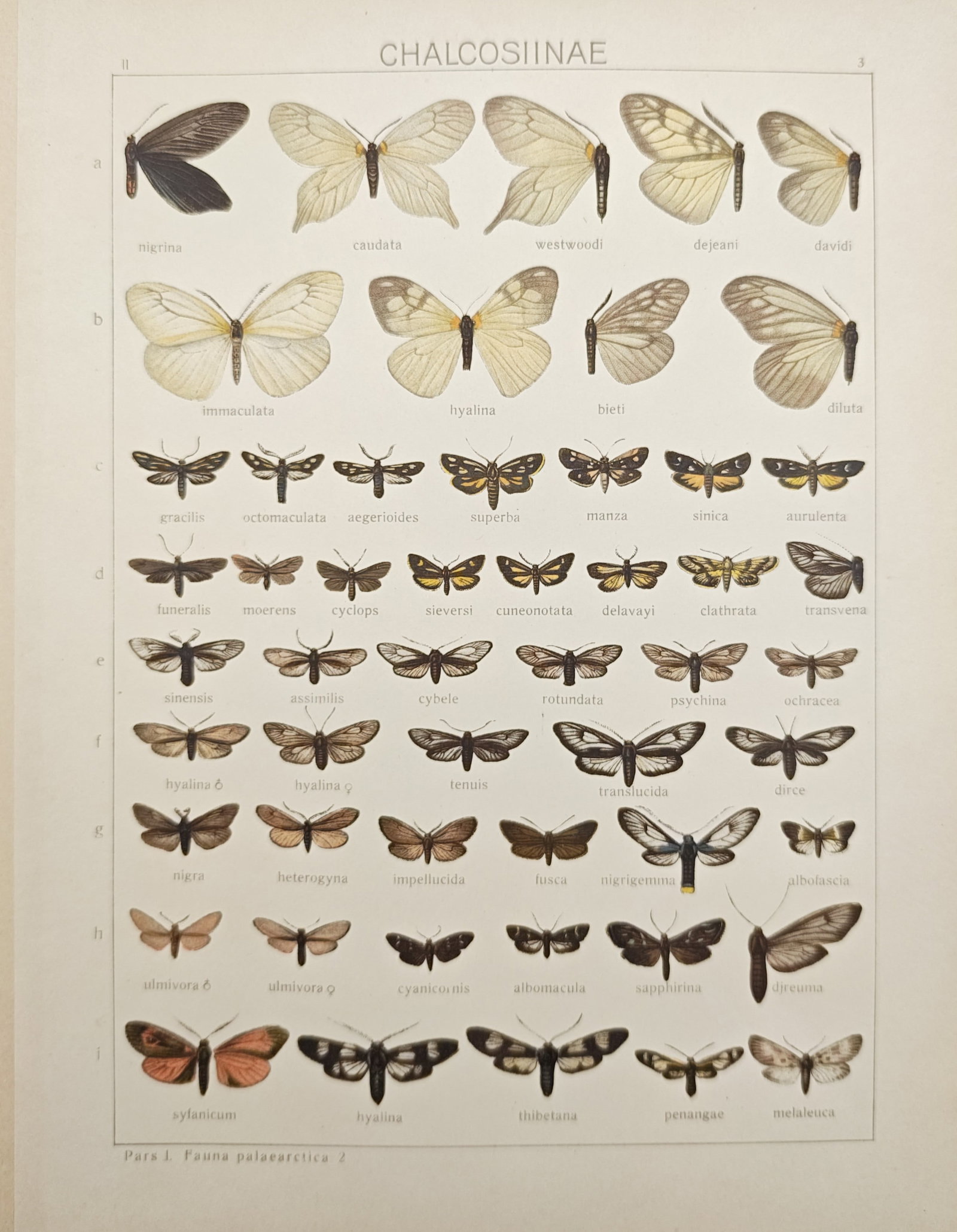 Adalbert Seitz – Chalcosiinae Moths of the Palaearctic Fauna – Lithograph (20th Century) (1 of 2)