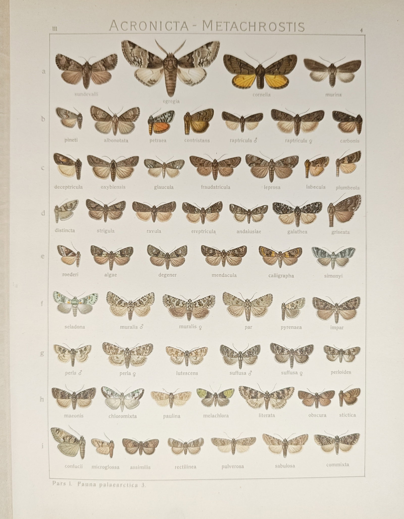 Adalbert Seitz – Acronicta and Metachrostis Moths of the Palaearctic Fauna – Lithograph: "Acronicta and Metachrostis" presents an entomological study illustrating a comprehensive taxonomic array of owlet moth species displaying diverse wing patterns, camouflage textures, and morphological