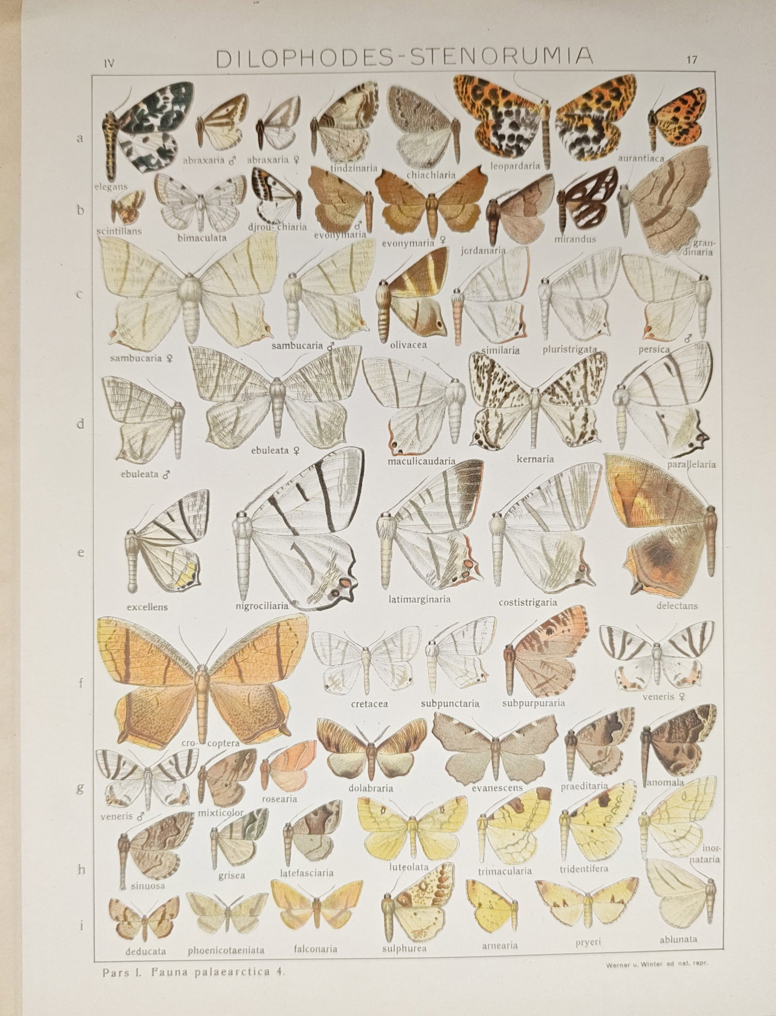 Adalbert Seitz – Dilophodes and Stenorumia Geometer Moths of the Palaearctic Fauna – Lithograph (1 of 2)