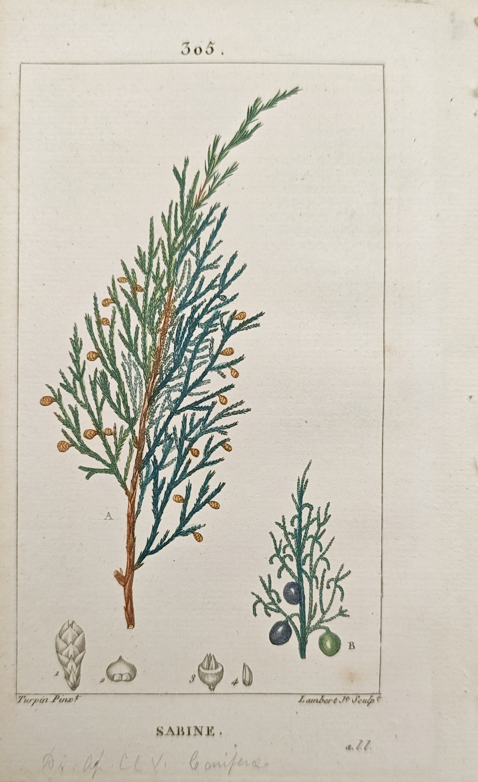 Pierre Jean François Turpin – Savin Juniper (Juniperus Sabina) – Engraving (19th Century) (1 of 2)