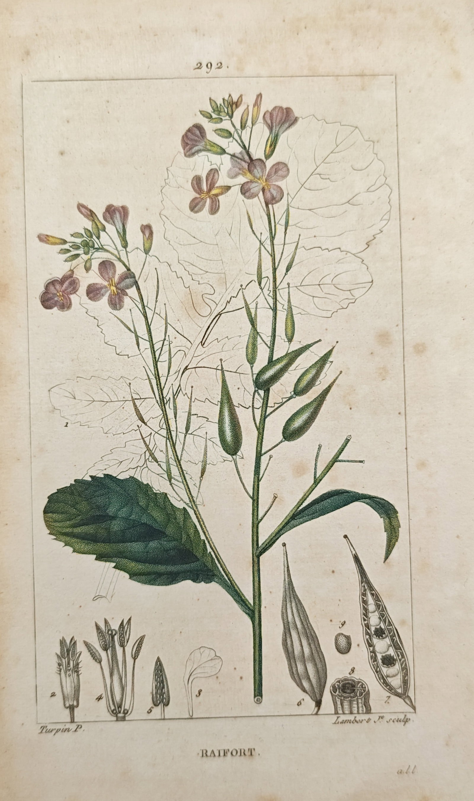 Pierre Jean François Turpin – Wild Radish (Raphanus Raphanistrum) – Engraving (19th Century): "Horseradish" presents a botanical study illustrating a flowering branch with purple petals, seed pods, and foliage alongside precise floral and seed dissections. The composition emphasizes delicate h