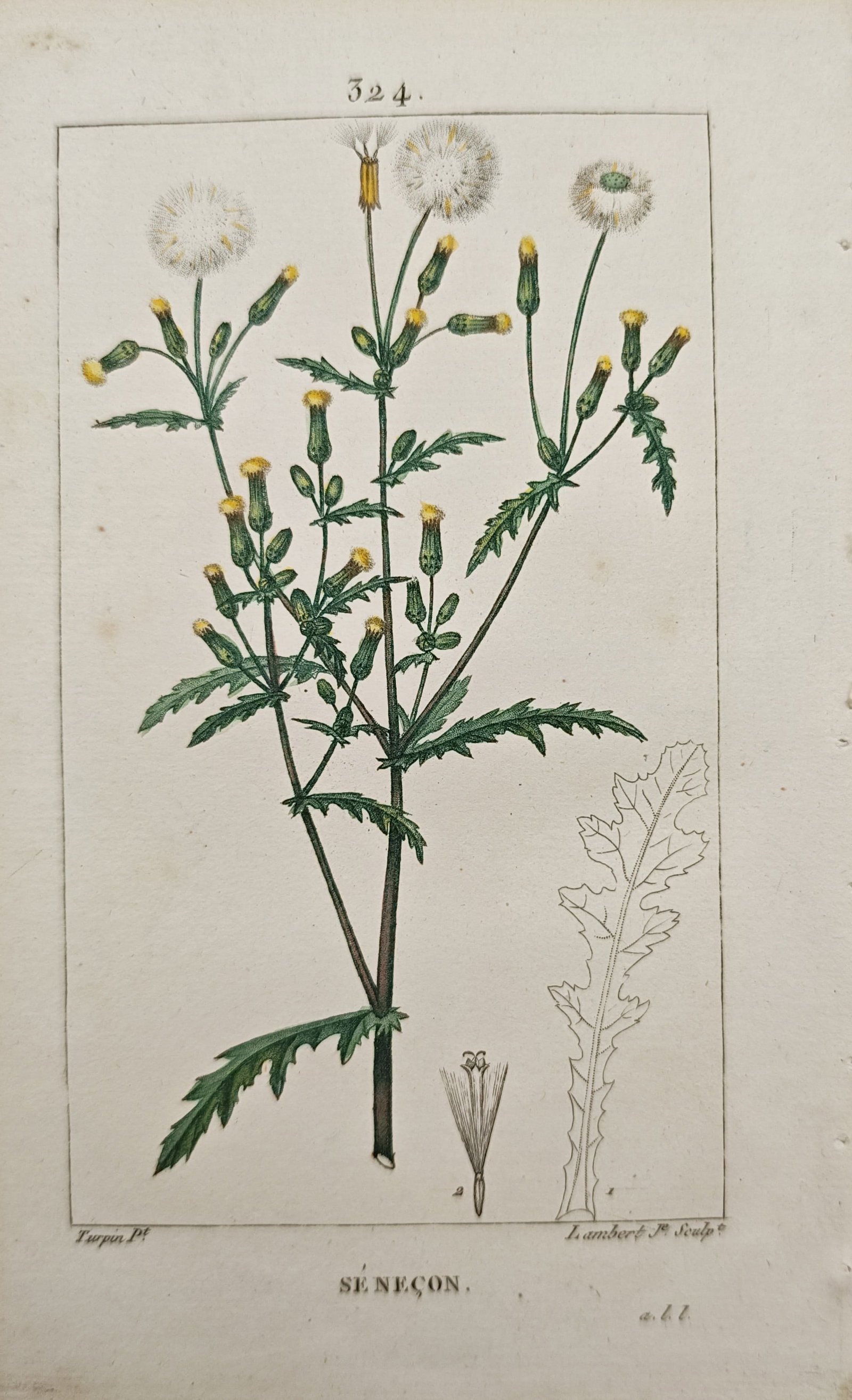 Pierre Jean François Turpin – Common Groundsel (Senecio Vulgaris) – Engraving (19th Century): "Groundsel" presents a botanical study illustrating a flowering stem with lobed foliage, yellow composite flower heads, and mature pappus seed heads alongside anatomical dissections. The composition e