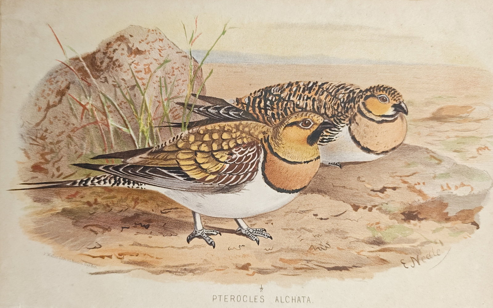 Edward Neale – Pin-Tailed Sandgrouse (Pterocles Alchata) – Lithograph (19th Century) (1 of 2)